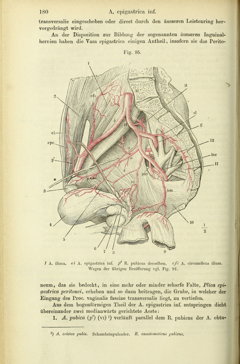 transversalis eingeschoben oder direct durch den äusseren Leistenring her- vorgedrängt wird. An der Disposition zur Bildung der sogenannten äusseren Inguinal- hernien haben die Yasa epigastrica einigen Antheil, insofern sie das Perito- Fig. 95. / A. iliaca. ei A. epigastrica inf. ij' R. pubicus derselben. cfi A. circumflexa ilium. Wegen der übrigen Bezifferung vgl. Fig. 91. neum, das sie bedeckt, in eine mehr oder minder scharfe Falte, Plica epi- gastrica peritonei, erheben und so dazu beitragen, die Grube, in welcher der Eingang des Proc. vaginalis fasciae transversalis liegt, zu vertiefen. Aus dem bogenförmigen Theil der A. epigastrica inf. entspringen dicht übereinander zwei medianwärts gerichtete Aeste: 1. A. pubica (p') (vi) i) verläuft parallel dem R. pubicus der A. obtu- ') A. cristae pubis. Schambeinpulsader. R. anaslomoticus pubicus.