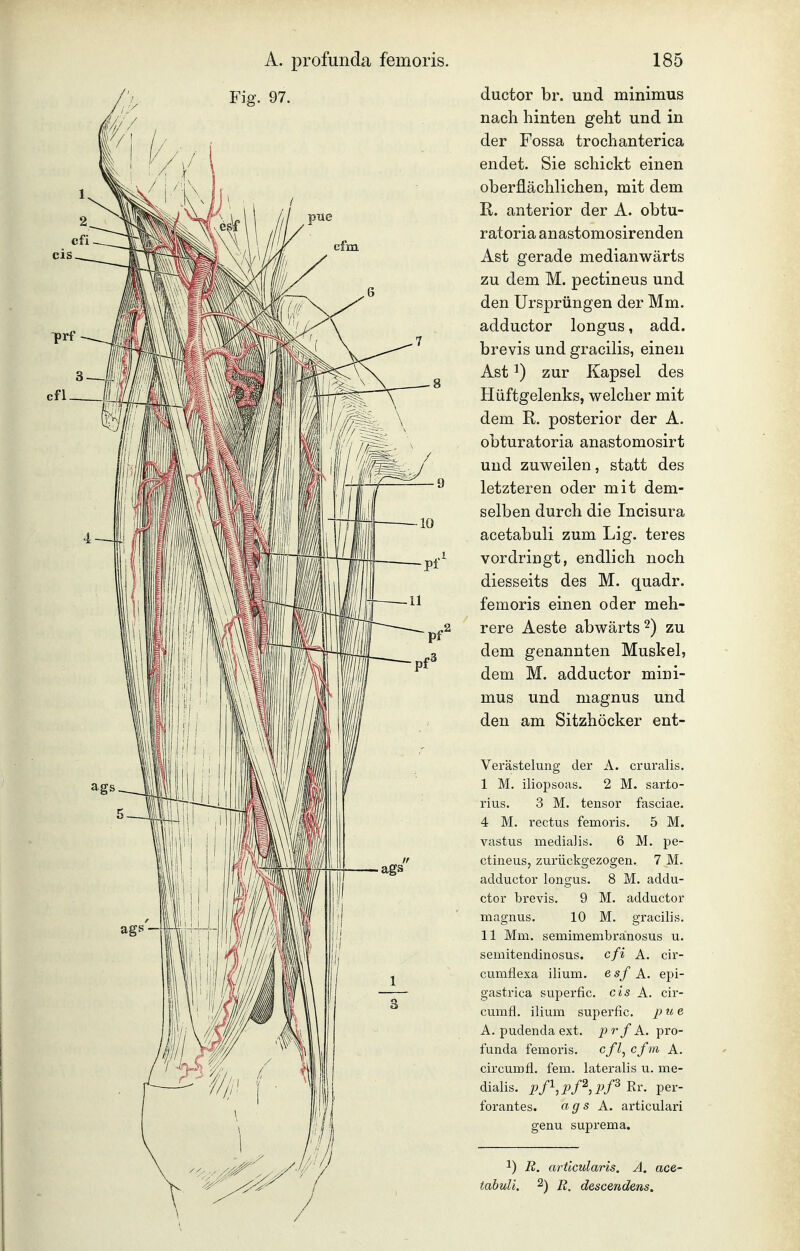 ductor br. und minimus nach hinten geht und in der Fossa trochanterica endet. Sie schickt einen oberflächlichen, mit dem K. anterior der A. obtu- ratoria anastomosirenden Ast gerade medianwärts zu dem M. pectineus und den Ursprüngen der Mm. adductor longus, add. brevis und gracilis, einen Ast ^) zur Kapsel des Hüftgelenks, welcher mit dem R. posterior der A. obturatoria anastomosirt und zuweilen, statt des letzteren oder mit dem- selben durch die Incisura acetabuli zum Lig. teres vordringt, endlich noch diesseits des M. quadr. femoris einen oder meh- rere Aeste abwärts 2) zu dem genannten Muskel, dem M. adductor mini- mus und magnus und den am Sitzhöcker ent- Vei'ästelung der A. cruralis. I M. iliopsoas. 2 M. sarto- rius. 3 M. tensor fasciae. 4 M. rectus femoris. 5 M. vastus medialis. 6 M. pe- ctineus, zurückgezogen. 7 M. adductor longus. 8 M. addu- ctor brevis. 9 M. adductor magnus. 10 M. gracilis. II Mm. semimembranosus u. seniitendinosus. cfi A. cir- cumflexa ilium. e sf A. epi- gastrica superfic. eis A. cir- cumfl. ilium superfic. pue A. pudenda ext. p r f K. pro- funda femoris. cfl^ cfm A. circurofl. fem. lateralis u. me- dialis. pß,pP,l^ß B.r. per- forantes. ags K. articulari genu suprema. 1) R. arücularis. A. ace- tabuli. ^) R. descendens.