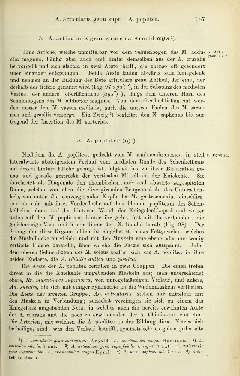 5. A. articularis genu suprema Arnold dgs^). ' Eine Arterie, welche unmittelbar vor dem Sehnenbogen des M. addu- 5. Artic. ctormagnus, häufig aber auch erst hinter demselben aus der A. cruralis hervorgeht und sich alsbald in zwei Aeste theilt, die ebenso oft gesondert über einander entspringen. Beide Aeste laufen abwärts zum Kniegelenk und nehmen an der Bildung des Rete articulare genu Antheil, der eine, der deshalb der tiefere genannt wird (Fig. 97 ags') in der Substanz des medialen Vastus, der andere, oberflächliche {ags)^)^ längs dem unteren Horn des Sehnenbogens des M. adductor magnus. Von dem oberflächlichen Ast wer- den, ausser dem M. vastus medialis, auch die unteren Enden des M. sarto- rius und gracilis versorgt. Ein Zweig ^) begleitet den N. saphenus bis zur Gegend der Insertion des M. sartorius. c. A. Poplitea (ii) 5). Nachdem die A. poplitea, gedeckt vom M. semimembranosus , in steil c. Poplitea, lateralwärts absteigendem Verlauf vom medialen Rande des Schenkelbeins auf dessen hintere Fläche gelangt ist, folgt sie bis zu ihrer Bifurcation ge- nau und gerade gestreckt der verticalen Mittellinie der Kniekehle. Sie durchsetzt als Diagonale den rhombischen, auf- und abwärts zugespitzten Raum, welchen von oben die divergirenden Beugemuskeln des Unterschen- kels, von unten die convergirenden Köpfe des M. gastrocnemius einschlies- sen; sie ruht mit ihrer Vorderfläche auf dem Planum popliteum des Schen- kelbeins , dann auf der hinteren Wand der Kniegelenkkapsel und weiter unten auf dem M. popliteus; hinter ihr geht, fest mit ihr verbunden, die gleichnamige Vene und hinter dieser der N. tibialis herab (Fig. 98). Der Strang, den diese Organe bilden, ist eingebettet in das Fettgewebe , welches die Muskellücke ausgleicht und mit den Muskeln eine ebene oder nur wenig vertiefte Fläche darstellt, über welche die Fascie sich ausspannt. Unter dem oberen Sehnenbogen des M. soleus spaltet sich die A. poplitea in ihre beiden Endäste, die A. tibialis antica und postica. Die Aeste der A. poplitea zerfallen in zwei Gruppen. Die einen treten direct in die die Kniekehle umgebenden Muskeln ein; man unterscheidet obere, Br. musculares superiores, von unregelmässigem Verlauf, und untere, Äa. surales, die sich mit einiger Symmetrie an die Wadenmuskeln vertheilen. Die Aeste der zweiten Gruppe, Äa. articulares, stehen nur mittelbar mit den Muskeln in Verbindung; zunächst vereinigen sie sich zu einem das I Kniegelenk umgebenden Netz, in welches auch die bereits erwähnten Aeste I der A. cruralis und die noch zu erwähnenden der A. tibialis ant. eintreten. ! Die Arterien, mit welchen die A. poplitea an der Bildung dieses Netzes sich betheiligt, sind, was den Verlauf betriff't, symmetrisch: es gehen jederseits ^) A. a7-ticularis genu superßcialis Arnold. -A. anastomotica magna Harrison. ^) A, musculo-articularis aut. ^) A, articularis genu superßcialis s. suprema aut. A. articularis genu superior int. A. anastomotica magna xt\. ß. nervi sapheni int. Cruv. ^) Knie- keMenpulsader.