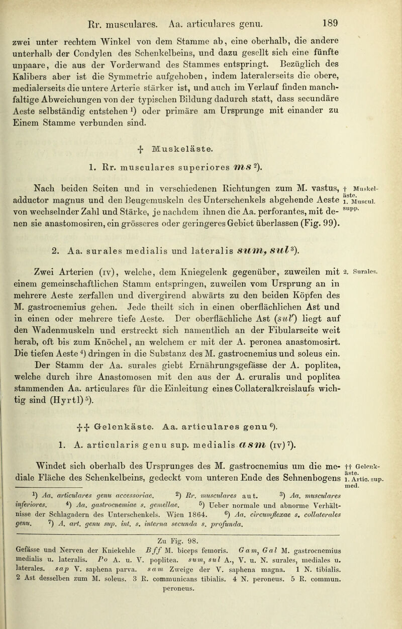 zwei unter rechtem Winkel von dem Stamme ab, eine oberhalb, die andere unterhalb der Condylen des Schenkelbeins, und dazu gesellt sich eine fünfte unpaare, die aus der Yorderwand des Stammes entspringt. Bezüglich des Kalibers aber ist die Symmetrie aufgehoben, indem lateralerseits die obere, medialerseits die untere Arterie stärker ist, und auch im Verlauf finden manch- faltige Abweichungen von der typischen Bildung dadurch statt, dass secundäre Aeste selbständig entstehen i) oder primäre am Ursprünge mit einander zu Einem Stamme verbunden sind. ■f Muskeläste. 1. Rr. musculares superiores TTIS'^). Nach beiden Seiten und in verschiedenen Richtungen zum M. vastus, t MusUei- adductor magnus und den Beugemuskeln des Unterschenkels abgehende Aeste Museui. von wechselnder Zahl und Stärke, je nachdem ihnen die Aa. perforantes, mit de- ^p^' nen sie anastomosiren, ein grösseres oder geringeres Gebiet überlassen (Fig. 99). 2. Aa. surales medialis und lateralis SllWl^ Sul^). Zwei Arterien (iv), welche, dem Kniegelenk gegenüber, zuweilen mit 2. Suraies, einem gemeinschaftlichen Stamm entspringen, zuweilen vom Ursprung an in mehrere Aeste zerfallen und divergirend abwärts zu den beiden Köpfen des M. gastrocnemius gehen. Jede theilt sich in einen oberflächlichen Ast und in einen oder mehrere tiefe Aeste. Der oberflächliche Ast (suV) liegt auf den Wadenmuskeln und erstreckt sich namentlich an der Fibularseite weit herab, oft bis zum Knöchel, an welchem er mit der A. peronea anastomosirt. Die tiefen Aeste 4) dringen in die Substanz des M. gastrocnemius und soleus ein. Der Stamm der Aa. surales giebt Ernährungsgefässe der A. poplitea, welche durch ihre Anastomosen mit den aus der A. cruralis und poplitea stammenden Aa. articulares für die Einleitung eines CoUateralkreislaufs wich- tig sind (Hyrtl) 5). -|--|- Gelenkäste. Aa. articulares genu^). 1. A. articularis genu sup. medialis CtSfit (iv) Windet sich oberhalb des Ursprunges des M. gastrocnemius um die me- tt Geionk- diale Fläche des Schenkelbeins, gedeckt vom unteren Ende des Sehnenbogens ifArtic. sup. . med. 1) Aa. articulares genu accessoriae. ^) Rr. musculares aut. ^) Aa. musculares inferiores. ^) Aa. gastrocnemiae s. gemellae. 5) Ueber normale und abnorme Verhält- nisse der Schlagadern des Unterschenkels. Wien 1864. ^) Aa. circumflexae s. collaterales genu. 7) A. art. genu sup. int. s. interna secunda s. profunda. Zu Fig. 98. Gefässe und Nerven der Kniekehle Bff M. biceps femoris. Gam^ Gal M. gastrocnemius medialis u. lateralis. Po A. u. V. poplitea. sum.^ sul A., V. u. N. surales, mediales u. laterales, sap V. saphena parva. sam Zweige der V. saphena magna. 1 N. tibialis. 2 Ast desselben zum M. soleus. 3 R. communicans tibialis. 4 N. peroneus. 5 R. commun. peroneus.