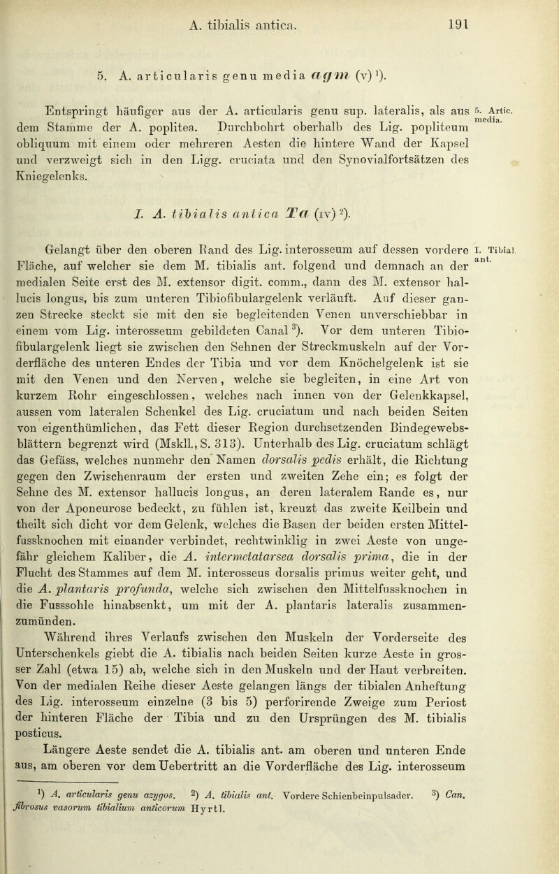 ant. 5. A. articularis genu media Cf (/m (v) i). Entspringt häufiger aus der A. articularis genu sup. lateralis, als aus 5. Artic. dem Stamme der A. poplitea. Durclibolirt oberhalb des Lig. popliteum obliquum mit einem oder mehreren Aesten die hintere Wand der Kapsel und verzweigt sich in den Ligg. cruciata und den Synovialfortsätzen des Kniegelenks. I. A. tihialis antica Ta (iv) Gelangt über den oberen Rand des Lig. interosseum auf dessen vordere i. TiWa! Fläche, auf welcher sie dem M. tibialis ant. folgend und demnach an der medialen Seite erst des M. extensor digit. comm., dann des extensor hal- lucis longus, bis zum unteren Tibiofibulargelenk verläuft. Auf dieser gan- zen Strecke steckt sie mit den sie begleitenden Venen unverschiebbar in einem vom Lig. interosseum gebildeten Canal Vor dem unteren Tibio- fibulargelenk liegt sie zwischen den Sehnen der Streckmuskeln auf der Vor- derfläche des unteren Endes der Tibia und vor dem Knöchelgelenk ist sie mit den Venen und den Nerven, welche sie begleiten, in eine Art von kurzem Rohr eingeschlossen, welches nach innen von der Gelenkkapsel, aussen vom lateralen Schenkel des Lig. cruciatum und nach beiden Seiten von eigenthümlichen, das Fett dieser Region durchsetzenden Bindegewebs- blättern begrenzt wird (Mskll.,S. 313). Unterhalb des Lig. cruciatum schlägt das Gefäss, welches nunmehr den Namen dorsalis pedis erhält, die Richtung gegen den Zwischenraum der ersten und zweiten Zehe ein; es folgt der Sehne des M. extensor hallucis longus, an deren lateralem Rande es, nur von der Aponeurose bedeckt, zu fühlen ist, kreuzt das zweite Keilbein und theilt sich dicht vor dem Gelenk, welches die Basen der beiden ersten Mittel- fussknochen mit einander verbindet, rechtwinklig in zwei Aeste von unge- fähr gleichem Kaliber, die A. intermetatarsea dorsalis prima, die in der Flucht des Stammes auf dem M. interosseus dorsalis primus weiter geht, und die A. plantaris profunda, welche sich zwischen den Mittelfussknochen in die Fusssohle hinabsenkt, um mit der A. plantaris lateralis zusammen- zumünden. Während ihres Verlaufs zwischen den Muskeln der Vorderseite des Unterschenkels giebt die A. tibialis nach beiden Seiten kurze Aeste in gros- ser Zahl (etwa 15) ab, welche sich in den Muskeln und der Haut verbreiten. Von der medialen Reihe dieser Aeste gelangen längs der tibialen Anheftung des Lig. interosseum einzelne (3 bis 5) perforirende Zweige zum Periost der hinteren Fläche der Tibia und zu den Ursprüngen des M. tibialis posticus. Längere Aeste sendet die A. tibialis ant. am oberen und unteren Ende aus, am oberen vor dem Uebertritt an die Vorderfläche des Lig. interosseum 1) A. articularis genu azygos. ^) A. tibialis ant. Vordere Schienbeinpulsader. ^) Can. vasorum iibialium anticorum Hyrtl.