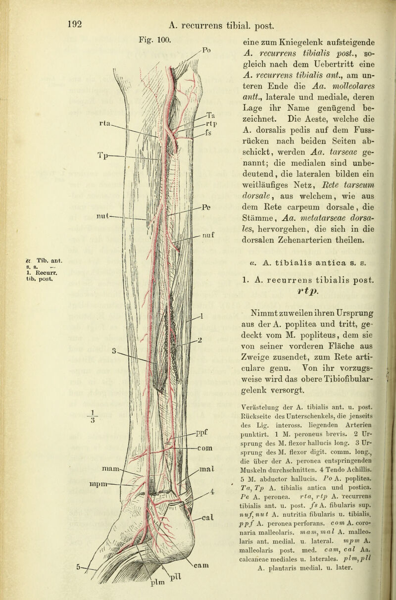 A. recurrens tibial. post. Fig. 100. /Po « Tib. ant. 1. Recurr. tib. post. eine zum Kniegelenk aufsteigende A. recurrens tibiälis post., so- gleich nach dem Uebertritt eine Ä. recurrens tibiälis ant., am un- teren Ende die Aa. mötteölares antt., laterale und mediale, deren Lage ihr Name genügend be- zeichnet. Die Aeste, welche die A. dorsalis pedis auf dem Fuss- rücken nach beiden Seiten ab- schickt, werden Aa. tarseae ge- nannt; die medialen sind unbe- deutend, die lateralen bilden ein weitläufiges Netz, Bete tarseum dorsale, aus welchem, wie aus dem Rete carpeum dorsale, die Stämme, Aa. metatarseae dorsa- les, hervorgehen, die sich in die dorsalen Zehenarterien theilen. ct. A. tibiälis antica s. s. 1. A. recurrens tibiälis post. rtp. Nimmt zuweilen ihren Ursprung aus der A. poplitea und tritt, ge- deckt vom M. popliteus, dem sie von seiner vorderen Fläche aus Zweige zusendet, zum Rete arti- culare genu. Von ihr vorzugs- weise wird das obere Tibiofibular- gelenk versorgt. Verästelung der A. tibiälis ant. u. post. Rückseite des Unterschenkels, die jenseits des Lig. inteross. liegenden Arterien punktirt. 1 M. peroneus brevis. 2 Ur- sprung des M. flexor hallucis long. 3 Ur- sprung des M. flexor digit, comm. long., die über der A. peronea entspringenden Muskeln durchschnitten, 4 Tendo Achillis. 5 M. abductor hallucis. Po A. poplitea. Ta, Tp A. tibiälis antica und postica. Pe A. peronea. rta^ rtp A. recurrens tibiälis ant. u. post. fs k. fibularis sup. nuf^nut A. nutritia fibularis u. tibiälis. ppf A. peronea pertbrans. comA. coro- naria malleolaris. mam^mal A. malleo- laris ant. medial, u. lateral. mpm A. malleolaris post. med. cam^ cal Aa. calcaneae mediales u. laterales, plm^pll A, plantaris medial, u. later.
