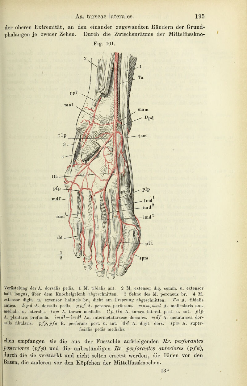 der oberen Extremität, an den einander zugewandten Rändern der Grund- phalangen je zweier Zehen. Durch die Zwischenräume der Mittelfusskno- Fig. 101. Verästelung der A. dorsalis pedis. 1 M. tibialis ant. 2 M. extensor dig. comm. u. extensor hall, longus, über dem Knöchelgelenk abgeschnitten. 3 Sehne des M. peroneus br. 4 M. extensor digit. u. extensor hallucis br., dicht am Ursprung abgeschnitten. Ta A. tibialis antica. Dpä A. dorsalis pedis. ppf A. peronea perforans. mam^mal A. malleolaris ant» medialis u. lateralis, tsm A. tarsea medialis. tlp^tla A. tarsea lateral, post. u. ant. plp A. plantaris profunda. i7nd^ — imd^ Aa. intermetatarseae dorsales, mdf A. metatarsea dor- sahs tibularis. pfp,pfa R. perforans post. u. ant. dd A. digit. dors. spm A. super- ficialis pedis medialis. chen empfangen sie die aus der Fusssohle aufsteigenden Br. perforantes posteriores (pfp) und die unbeständigen Br. perforantes anteriores {x>fa\ durch die sie verstärkt und nicht selten ersetzt werden, die Einen vor den Basen, die anderen vor den Köpfchen der Mittelfussknochen. 13*