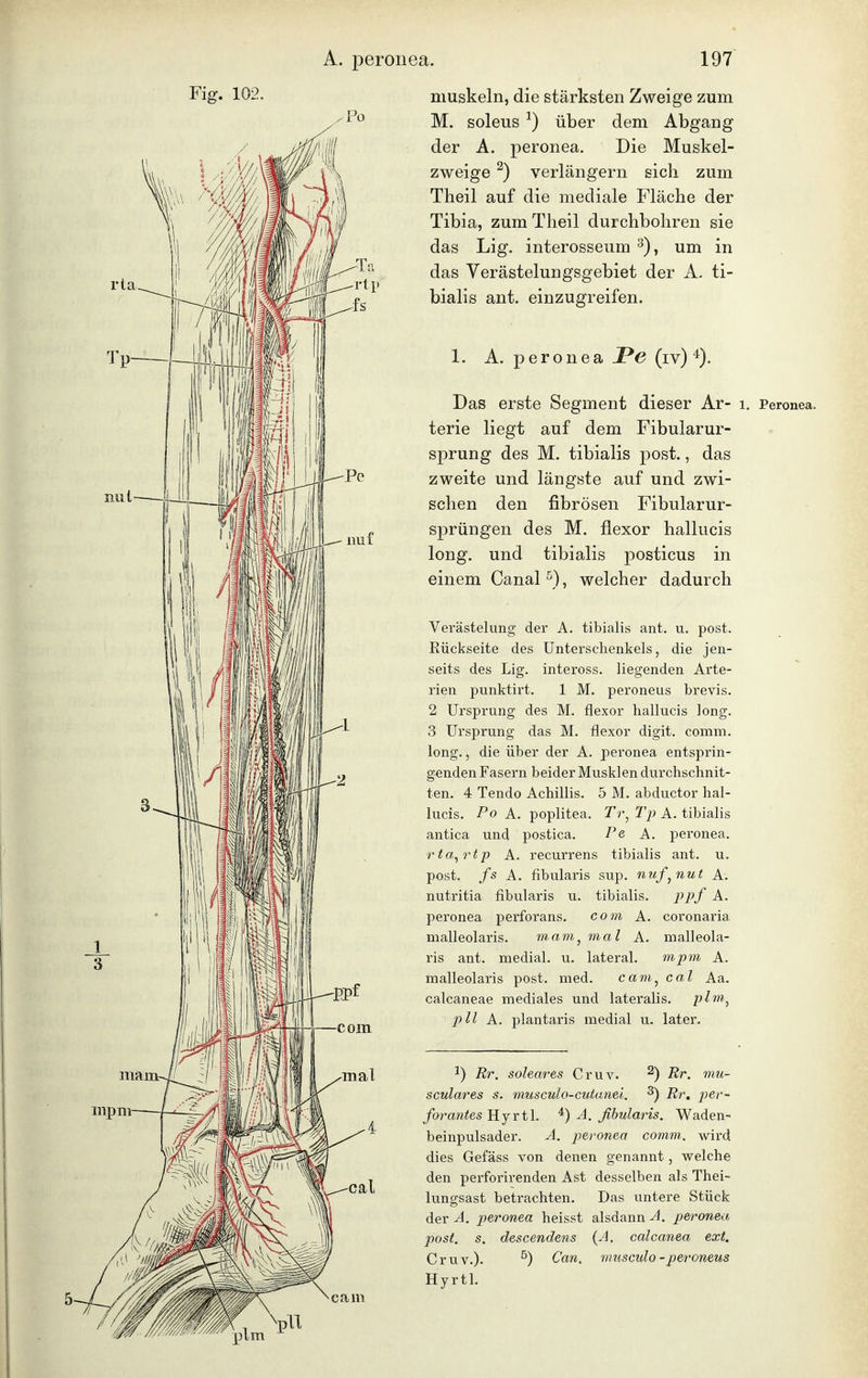 Fig. 102. muskeln, die stärksten Zweige zum M. soleus ^) über dem Abgang der A. peronea. Die Muskel- zweige ^) verlängern sich zum Theil auf die mediale Fläche der Tibia, zum Theil durchbohren sie das Lig, interosseum um in das Verästelungsgebiet der A. ti- bialis ant. einzugreifen. 1. A. peronea jPe (iv) Das erste Segment dieser Ar- i, Peronea. terie liegt auf dem Fibularur- sprung des M. tibialis post., das zweite und längste auf und zwi- schen den fibrösen Fibularur- sprüngen des M. flexor hallucis long, und tibialis posticus in einem Canal ^), welcher dadurch Verästelung der A. tibialis ant. u. post. Rückseite des Unterschenkels, die jen- seits des Lig. inteross. liegenden Arte- rien punktii-t. 1 M. peroneus brevis. 2 Ursprung des M. flexor hallucis long. 3 Ursprung das M. flexor digit. comm. long., die über der A. peronea entsprin- genden Fasern beider Musklen durchschnit- ten. 4 Tendo Achülis. 5 M. abductor hal- lucis. Po A. Poplitea. Tr^ Tj} A. tibialis antica und postica. Pe, A. peronea. rta^rtp A. recurrens tibialis ant. u. post. fs A. fibularis sup. nuf^nut A. nutritia fibularis u. tibialis. i:>pf A. peronea perforans. com A. coronaria malleolaris. mam^ mal A. malleola- ris ant. medial, u. lateral. mpm A. malleolaris post. med. cam^ cal Aa. calcaneae mediales und lateralis. p/m, pll A. plantaris medial u. later. 1) Rr. soleares Cruv. ^) Rr. mu- sculares s. niusculo-cutanei, ^) Rr, pi^i'- forantes B.jxtl. ^) A. ßhularis. Waden- beinpulsader. A. peronea comm. wird dies Gefäss von denen genannt, welche den perforirenden Ast desselben als Thei- lungsast betrachten. Das untere Stück der A. peronea heisst alsdann A. peronea post. s. descendens {A. calcanea ext. Cruv.). ^) Can. musculo-peroneus Hyrtl.