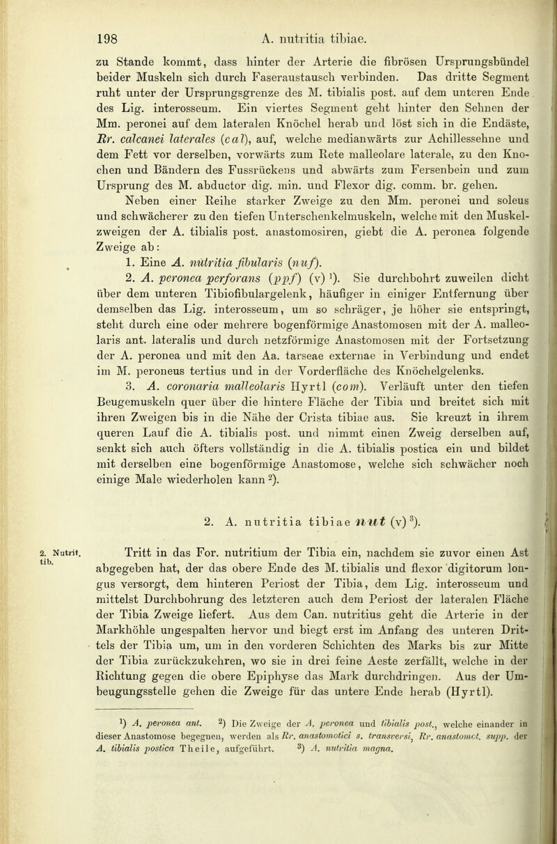 zu Stande kommt, dass hinter der Arterie die fibrösen Ursprungsbündel beider Muskeln sich durch Faseraustausch verbinden. Das dritte Segment ruht unter der ürsprungsgrenze des M. tibialis post. auf dem unteren Ende. des Lig. interosseum. Ein viertes Segment geht hinter den Sehnen der Mm. peronei auf dem lateralen Knöchel herab und löst sich in die Endäste, Br. calcanei laterales {cal), auf, welche medianwärts zur Achillessehne und dem Fett vor derselben, vorwärts zum Rete malleolare laterale, zu den Kno- chen und Bändern des Fussrückens und abwärts zum Fersenbein und zum Ursprung des M. abductor dig. min. und Flexor dig. comm. br. gehen. Neben einer Reihe starker Zweige zu den Mm. peronei und soleus und schwächerer zu den tiefen Unterschenkelmuskeln, welche mit den Muskel- zweigen der A. tibialis post. anastomosiren, giebt die A. peronea folgende Zweige ab: 1. Eine A. nutritia fibularis (nuf). 2. A. peronea perforans (ppf) (v) ^). Sie durchbohrt zuweilen dicht über dem unteren Tibiofibulargelenk, häufiger in einiger Entfernung über demselben das Lig. interosseum, um so schräger, je höher sie entspringt, steht durch eine oder mehrere bogenförmige Anastomosen mit der A. malleo- laris ant. lateralis und durch netzförmige Anastomosen mit der Fortsetzung der A. peronea und mit den Aa. tarseae externae in Verbindung und endet im M. peroneus tertius und in der Vorderfläche des Knöchelgelenks. 3. A. coronaria malleolaris Hyrtl (com). Verläuft unter den tiefen Beugemuskeln quer über die hintere Fläche der Tibia und breitet sich mit ihren Zweigen bis in die Nähe der Crista tibiae aus. Sie kreuzt in ihrem queren Lauf die A. tibialis post. und nimmt einen Zweig derselben auf, senkt sich auch öfters vollständig in die A. tibialis postica ein und bildet mit derselben eine bogenförmige Anastomose, welche sich schwächer noch einige Male wiederholen kann 2). 2. A. nutritia tibiae llH-f (v) 2. Natrit, Tritt in das For. nutritium der Tibia ein, nachdem sie zuvor einen Ast abgegeben hat, der das obere Ende des M. tibialis und flexor digitorum lon- gus versorgt, dem hinteren Periost der Tibia, dem Lig. interosseum und mittelst Durchbohrung des letzteren auch dem Periost der lateralen Fläche der Tibia Zweige liefert. Aus dem Can. nutritius geht die Arterie in der Markhöhle ungespalten hervor und biegt erst im Anfang des unteren Drit- tels der Tibia um, um in den vorderen Schichten des Marks bis zur Mitte der Tibia zurückzukehren, wo sie in drei feine Aeste zerfällt, welche in der Richtung gegen die obere Epiphyse das Mark durchdringen. Aus der Um- beugungsstelle gehen die Zweige für das untere Ende herab (Hyrtl). 1) A. peronea ant. ^) Die Zweige der A, peronea und tibialis post.^ welche einander in dieser Anastomose begegnen, werden als Rr. anastomotici s. transversi^ Rr. anastomct. sujjp. der A. tibialis postica Theile, aufgeführt. ^) A. nutritia magna.