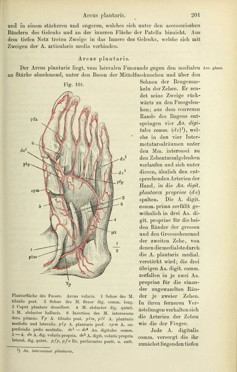 und in einem stärkeren und engeren, welches sich unter den accessorischen Bändern des Gelenks und an der inneren Fläche der Patella hinzieht. Aus dem tiefen Netz treten Zweige in das Innere des Gelenks, welche sich mit Zweigen der A. articularis media verbinden. Arcus plantaris. Der Arcus plantaris liegt, vom lateralen Fussrande gegen den medialen Are. plant, an Stärke abnehmend, unter den Basen der Mittelfussknochen und über den Sehnen der Beugemus- Fig. 104. Plantarfläche des Fusses. Arcus volaris. 1 Sehne des M. tibialis post. 2 Sehne des M. flexor dig. comm. long. 3 Caput plantare desselben. 4 M. abductor dig. quinti. 5 M. abductor hallucis. 6 Insertion des M. interosseus dors. primus. Tp A. tibialis post. plm^ pll A. plantaris medialis und lateralis, plp A. plantaris prof. spm A. su- perficialis pedis medialis. dc'^ — Je* Aa. digitales comm. 1 4. dv A. dig. volaris propria. dv^ A. digit. volaris propria lateral, dig. quint. pfp, pfa Rr. perforantes postt. u. antt. kein der Zehen. Er sen- det seine Zweige rück- wärts zu den Fussgelen- ken; aus dem convexen Rande des Bogens ent- springen vier Aa. digi- tales comm. {dcY), wel- che in den vier Inter- metatarsalräumen unter den Mm. interossei zu den Zehentarsalgelenken verlaufen und sich unter diesen, ähnlich den ent- sprechenden Arterien der Hand, in die Aa. digit. plantares propriae (dv) spalten. Die A. digit. comm. prima zerfällt ge- wöhnlich in drei Aa. di- git. propriae für die bei- den Ränder der grossen und den Grosszehenrand der zweiten Zehe, von denen die medialste durch die A. plantaris medial, verstärkt wird; die drei übrigen Aa. digit. comm. zerfallen in je zwei Aa. propriae für die einan- der zugewandten Rän- der je zweier Zehen. In ihren ferneren Ver- ästelungen verhalten sich die Arterien der Zehen wie die der Finger. Jede A. digitalis comm. versorgt die ihr zunächst liegenden tiefen 1) Aa. interosseae plantares.