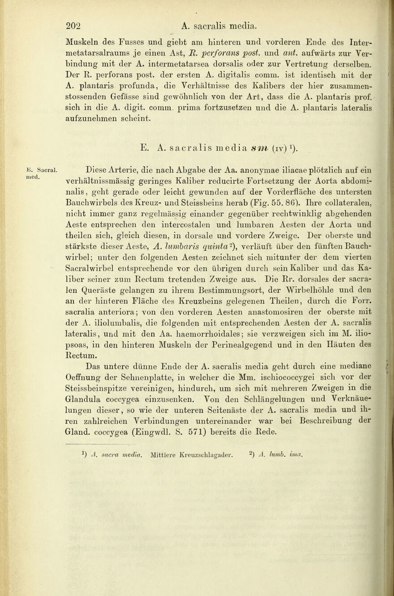 Muskeln des Fusses und giebt am hinteren und vorderen Ende des Inter- metatarsalraums je einen Ast, JR. perforans post. und ant. aufwärts zur Ver- bindung mit der A. intermetatarsea dorsalis oder zur Vertretung derselben. Der R. perforans post. der ersten A. digitalis comm. ist identisch mit der A. plantaris profunda, die Verhältnisse des Kalibers der hier zusammen- stossenden Gefässe sind gewöhnlich von der Art, dass die A. plantaris prof, sich in die A. digit. comm, prima fortzusetzen und die A. plantaris lateralis aufzunehmen scheint. E. A. sacralis media sm (iv) i). E. Sacrai. Dieso Arterie, die nach Abgabe der Aa. anonymae iliacae plötzlich auf ein verhältnissmässig geringes Kaliber reducirte Fortsetzung der Aorta abdomi- nalis , geht gerade oder leicht gewunden auf der Vorderfläche des untersten Bauchwirbels des Kreuz- und Steissbeins herab (Fig. 55. 86). Ihre collateralen, nicht immer ganz regelmässig einander gegenüber rechtwinklig abgehenden Aeste entsprechen den intercostalen und lumbaren Aesten der Aorta und theilen sich, gleich diesen, in dorsale und vordere Zweige. Der oberste und stärkste dieser Aeste, Ä. lunibaris qiiinta 2), verläuft über den fünften Bauch- wirbel; unter den folgenden Aesten zeichnet sich mitunter der dem vierten Sacralwirbel entsprechende vor den übrigen durch sein Kaliber und das Ka- liber seiner zum Rectum tretenden Zweige aus. Die Rr. dorsales der sacra- len Queräste gelangen zu ihrem Bestimmungsort, der Wirbelhöhle und den an der hinteren Fläche des Kreuzbeins gelegenen Theilen, durch die Forr. sacralia anteriora; von den vorderen Aesten anastomosiren der oberste mit der A. iliolumbalis, die folgenden mit entsprechenden Aesten der A. sacralis lateralis, und mit den Aa. haemorrhoidales; sie verzweigen sich im M. ilio- psoas, in den hinteren Muskeln der Perinealgegend und in den Häuten des Rectum. Das untere dünne Ende der A. sacralis media geht durch eine mediane Oeffnung der Sehnenplatte, in welcher die Mm. ischiococcygei sich vor der Steissbeinspitze vereinigen, hindurch, um sich mit mehreren Zweigen in die Glandula coccygea einzusenken. Von den Schlängelungen und Verknäue- lungen dieser, so wie der unteren Seitenäste der A. sacralis media und ih- ren zahlreichen Verbindungen untereinander war bei Beschreibung der Gland. coccygea (Eingwdl. S. 571) bereits die Rede. 1) A. Sacra media. Mittiere Kreuzschlagader. ^) A. lumh. ima.