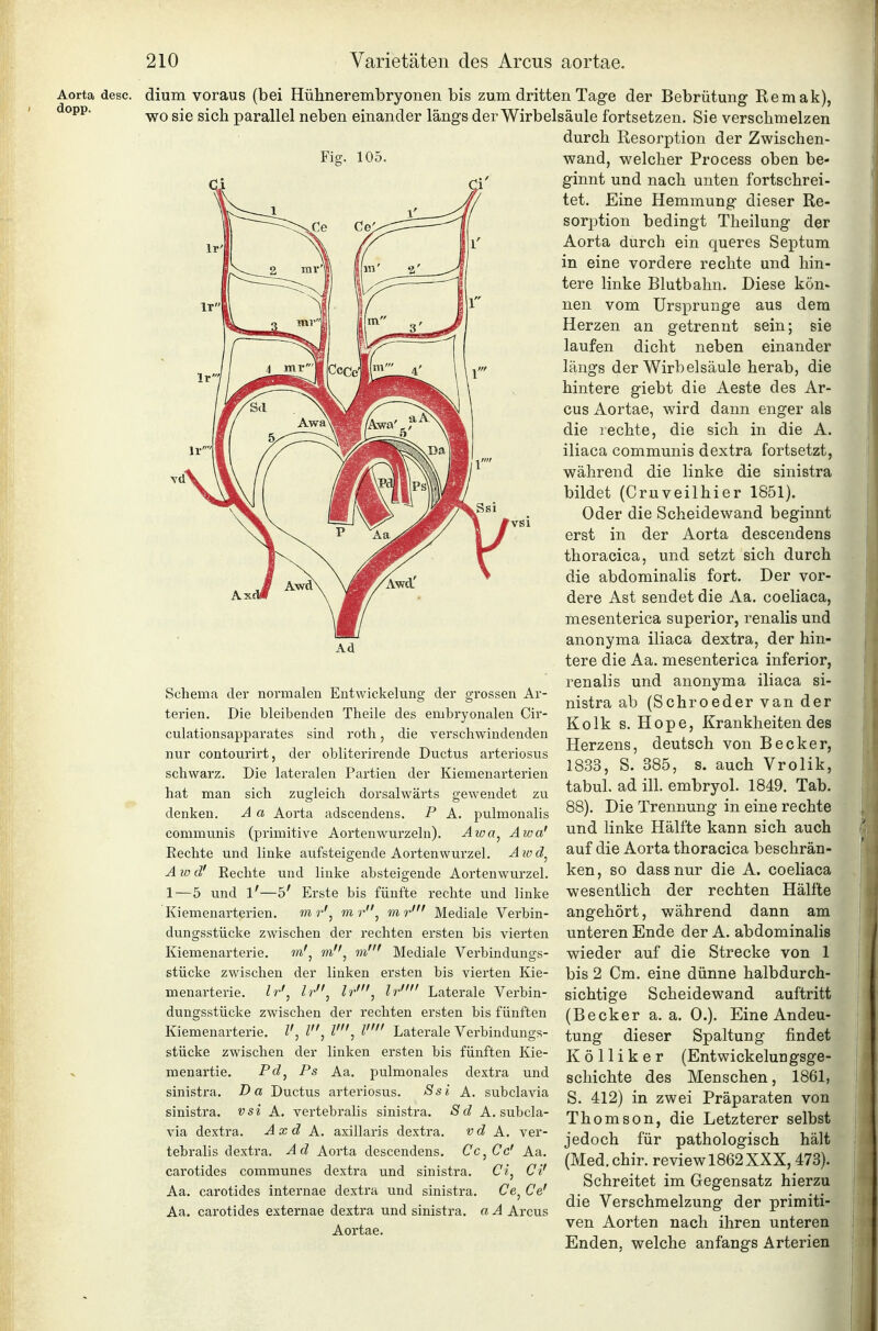 Aorta desc. dopp. dium voraus (bei Hühnerembryonen bis zum dritten Tage der Bebrütung Remak), wo sie sich parallel neben einander längs der Wirbelsäule fortsetzen. Sie verschmelzen durch Resorption der Zwischen- wand, welcher Process oben be- ginnt und nach unten fortschrei- tet. Eine Hemmung dieser Re- sorption bedingt Theilung der Aorta durch ein queres Septum in eine vordere rechte und hin- tere linke Blutbahn. Diese kön* nen vom Ursprünge aus dem Herzen an getrennt sein; sie laufen dicht neben einander längs der Wirbelsäule herab, die hintere giebt die Aeste des Ar- cus Aortae, wird dann enger als die rechte, die sich in die A. iliaca communis dextra fortsetzt, während die linke die sinistra bildet (Cruveilhier 1851). Oder die Scheidewand beginnt erst in der Aorta descendens thoracica, und setzt sich durch die abdominalis fort. Der vor- dere Ast sendet die Aa. coeliaca, mesenterica superior, renalis und anonyma iliaca dextra, der hin- tere die Aa. mesenterica inferior, renalis und anonyma iliaca si- nistra ab (Schroeder van der Kolk s. Hope, Krankheitendes Herzens, deutsch von Becker, 1833, S. 385, s. auch Vrolik, tabul. ad ill. embryol. 1849. Tab. 88). Die Trennung in eine rechte und linke Hälfte kann sich auch auf die Aorta thoracica beschrän- ken, so dassnur die A. coeliaca wesentlich der rechten Hälfte angehört, während dann am unteren Ende der A. abdominalis wieder auf die Strecke von 1 bis 2 Cm. eine dünne halbdurch- sichtige Scheidewand auftritt (Becker a. a. 0.). Eine Andeu- tung dieser Spaltung findet Kölliker (Entwickelungsge- scliichte des Menschen, 1861, S. 412) in zwei Präparaten von Thomson, die Letzterer selbst jedoch für pathologisch hält (Med.chir. review 1862XXX, 473). Schreitet im Gegensatz hierzu die Verschmelzung der primiti- ven Aorten nach ihren unteren Enden, welche anfangs Arterien Schema der normalen Entwickelung der grossen Ar- terien. Die bleibenden Theile des embryonalen Cir- culationsapparates sind roth, die verschwindenden nur contourirt, der obliterirende Ductus arteriosus schwarz. Die lateralen Partien der Kiemenarterien hat man sich zugleich dorsalwärts gewendet zu denken. A a Aorta adscendens. P A. pulmonalis communis (primitive Aortenwurzeln). Awa^ Awa' Rechte und linke aufsteigende Aortenwurzel. Awd^ Awd! Rechte und linke absteigende Aortenwurzel. 1—5 und l'—5' Erste bis fünfte rechte und linke Kiemenarterien. m r', to r, mr' Mediale Verbin- dungsstücke zwischen der rechten ersten bis vierten Kiemenarterie. m', m, m! Mediale Verbindungs- stücke zwischen der linken ersten bis vierten Kie- menarterie. Ir'^ Ir^ lr'j Ir Laterale Verbin- dungsstücke zwischen der rechten ersten bis fünften Kiemenarterie. V, Z, V^ l Laterale Verbindungs- stücke zwischen der linken ersten bis fünften Kie- menartie. Pd^ Ps Aa. pulmonales dextra und sinistra. D a Ductus arteriosus. i A. subclavia sinistra. vsi A. vertebralis sinistra. 8d A. subcla- via dextra. Axd A.. axillaris dextra. vd A. ver- tebralis dextra. Ad Aorta descendens. Cc^Cc' Aa. carotides communes dextra und sinistra. Cz, Ci' Aa. carotides internae dextra und sinistra. Ce, Ce' Aa. carotides externae dextra und sinistra. a A Arcus Aortae.