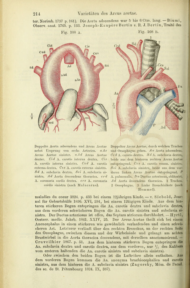 ter. Norirab. 1737 p. 161). Die Aorta adscendens war 5 bis 6Ctni. lang. — B iumi, Observ. anat. 1765. p. 133. Joseph-Exupere Bertin s. R. J. Bertin, Traite des Fig. 108 A. Fig. 108 B. 1 Doppelte Aorta adscendens und Arcus Aortae nebst Ursprung von sechs Arterien. aAs Arcus Aortae sinister. aAd Arcus Aortae dexter. Cid A. carotis interna dextra, Cis A. carotis interna sinistra. Ced A. carotis externa dextra. Ces A. carotis externa sinisti-a. Sd A. subclavia dextra. Ssi A. subclavia si- nistra. Ad Aorta descendens thoracica, crd A. coronaria cordis dextra. crs A. coronaria cordis sinistra (nach Malacarne). Doppelter Arcus Aortae, durch welchen Trachea und Oesophagus gehen, A a Aorta adscendens. Ccd A. carotis dextra. Sd A. subclavia dextra, beide aus dem hinteren rechten Arcus Aortae entspringend, Ces A. carotis comm. sinistra. ■Ssi A. subclavia sinistra, beide aus dem vor- deren linken Arcus Aortae entspringend. P A. 25ulmonalis, Da Ductus arteriosus, obliterirt. Ad Aorta descendens thoracica, 1 Trachea. 2 Oesophagus, 3 Linke Bronchialäste (nach Hommel), maladies du coeur 1824. p. 433 bei einem 12jährigen Kinde. — v. Siebold, Jour- nal für Geburtshülfe 1836. XVI, 294, bei einem 12tägigen Kinde. Aus dem hin- teren stärkeren Bogen entspringen die Aa. carotis dextra und subclavia dextra, aus dem vorderen schwächeren Bogen die Aa. carotis sinistra und. subclavia si- nistra. Der Ductus arteriosus ist offen, das Septum atriorum durchbohrt. — Hyrtl, Oesterr. medic. Jahrb. 1841. XXIV, 25. Der Arcus Aortae theilt sich bei einem Anencephalus in einen stärkeren wie gewöhnlich verlaufenden und einen schwä- cheren Ast. Letzterer verläuft über den rechten Bronchus, an der rechten Seite des Oesophagus, zwischen diesem und der Wirbelsäule und gelangt am achten Brustwirbel in die Aorta thoracica descendens, mit derselben anastomosirend. — Cruveilhier 1867. p. 51. Aus dem hinteren stärkeren Bogen entspringen die Aa. subclavia dextra und carotis dextra, aus dem vorderen, nur 1/4 des Kahbers vom ersteren haltenden die Aa. carotis sinistra und subclavia sinistra). Oder zwischen den beiden Bogen ist die Luftröhre allein enthalten. Aus dem vorderen Bogen kommen die Aa. anonyma brachiocephalica und carotis sinistra, aus dem hinteren die A. subclavia sinistra (Zagorsky, Mem. de l'acad, des sc, de St. Petersbourg 1824. IX, 387).