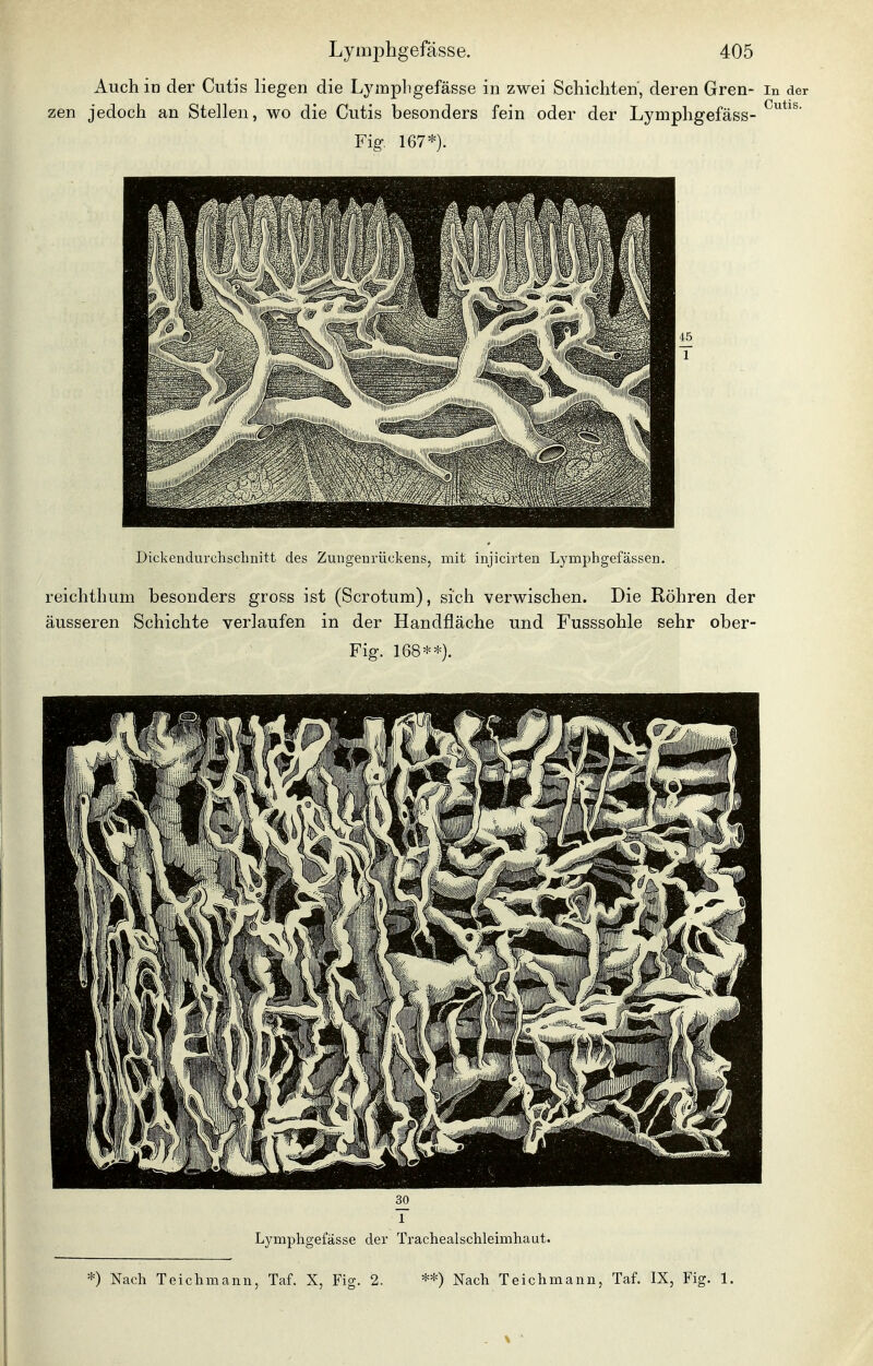 Auch in der Cutis liegen die Lymphgefässe in zwei Schichten, deren Gren- in der zen jedoch an Stellen, wo die Cutis besonders fein oder der Lymphgefäss- Fig. 167*). Dickendurchschnitt des Zungenrückens, mit injiciiten Lymphgefässen. reichthum besonders gross ist (Scrotum), sich verwischen. Die Röhren der äusseren Schichte verlaufen in der Handfläche und Fusssohle sehr ober- Fig. 168**). Lymphgefässe der Trachealschleimhaut. *) Nach Teichmann, Taf. X, Fig. 2. **) Nach Teichmann, Taf. IX, Fig. 1.