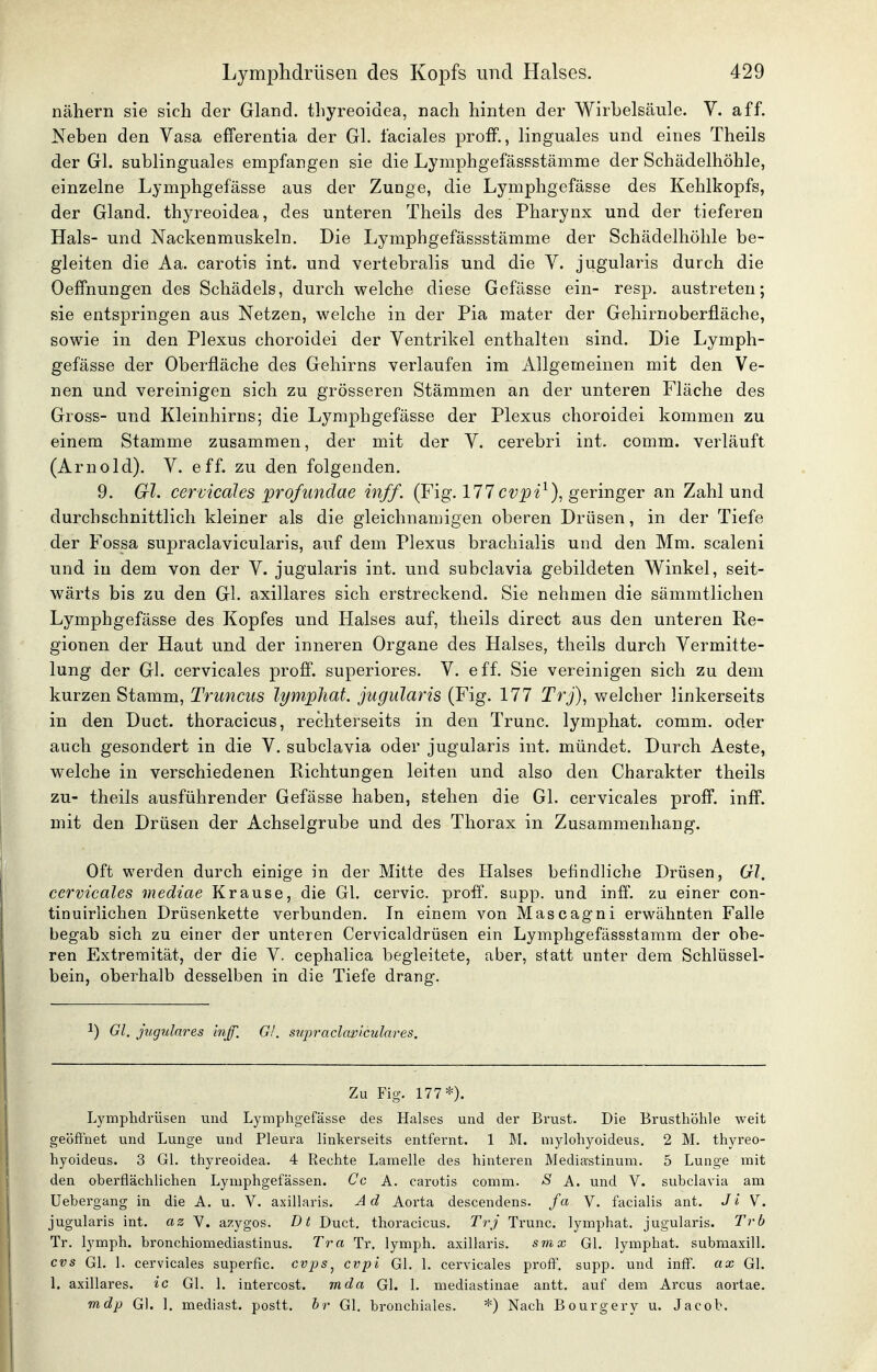 nähern sie sich der Gland. thyreoidea, nach hinten der Wirbelsäule. V. äff. Neben den Vasa efferentia der Gl. faciales proflP., linguales und eines Theils der Gl. sublinguales empfangen sie die Lymphgefässstämme der Schädelhöhle, einzelne Lymphgefässe aus der Zunge, die Lymphgefässe des Kehlkopfs, der Gland. thyreoidea, des unteren Theils des Pharynx und der tieferen Hals- und Nackenmuskeln. Die Lymphgefässstämme der Schädelhöhle be- gleiten die Aa. carotis int. und vertebralis und die V. jugularis durch die Oeffnungen des Schädels, durch welche diese Gefässe ein- resp. austreten; sie entspringen aus Netzen, welche in der Pia mater der Gehirnoberfläche, sowie in den Plexus choroidei der Ventrikel enthalten sind. Die Lymph- gefässe der Oberfläche des Gehirns verlaufen im Allgemeinen mit den Ve- nen und vereinigen sich zu grösseren Stämmen an der unteren Fläche des Gross- und Kleinhirns; die Lymphgefässe der Plexus choroidei kommen zu einem Stamme zusammen, der mit der V. cerebri int. comm. verläuft (Arnold). V. eff. zu den folgenden. 9. Gl. cervicales profundae inff. (Fig. 177cvpi^), geringer an Zahl und durchschnittlich kleiner als die gleichnamigen oberen Drüsen, in der Tiefe der Fossa supraclavicularis, auf dem Plexus brachialis und den Mm. scaleni und in dem von der V. jugularis int. und subclavia gebildeten Winkel, seit- wärts bis zu den GL axillares sich erstreckend. Sie nehmen die sämmtlichen Lymphgefässe des Kopfes und Halses auf, theils direct aus den unteren Re- gionen der Haut und der inneren Organe des Halses, theils durch Vermitte- lung der Gl. cervicales profi. superiores. V. eff. Sie vereinigen sich zu dem kurzen Stamm, Trimms lymphat. jugularis (Fig. 177 Trj), v^?elcher linkerseits in den Duct. thoracicus, rechterseits in den Trunc. lymphat. comm. oder auch gesondert in die V. subclavia oder jugularis int. mündet. Durch Aeste, welche in verschiedenen Richtungen leiten und also den Charakter theils zu- theils ausführender Gefässe haben, stehen die Gl. cervicales proff. inff. mit den Drüsen der Achselgrube und des Thorax in Zusammenhang. Oft werden durch einige in der Mitte des Halses befindliche Drüsen, Gl, cervicales mediae Krause, die Gl. cervic. proff. supp. und inff. zu einer con- tinuirlichen Drüsenkette verbunden. In einem von Mascagni erwähnten Falle begab sich zu einer der unteren Cervicaldrüsen ein Lymphgefässstamm der obe- ren Extremität, der die V. cephalica begleitete, aber, statt unter dem Schlüssel- bein, oberhalb desselben in die Tiefe drang. 1) Gl. jugulares inff. Gl. stqwaclaviculares. Zu Fig. 177*). Lymphdrüsen und Lymphgefässe des Halses und der Brust. Die Brusthöhle weit geöffnet und Lunge und Pleura linkerseits entfernt. 1 M. mylohyoideus. 2 M. thyreo- hyoideus. 3 Gl. thyreoidea. 4 Rechte Lamelle des hinteren Mediastinum. 5 Lunge mit den oberflächlichen Lymphgefässen. Cc A. carotis comm. S A. und V. subclavia am Uebei-gang in die A. u. V. axillaris. Ad Aorta descendens. fa V. facialis ant. Ji V. jugularis int. az V. azygos. Dt Duct. thoracicus. Trj Trunc. lymphat. jugularis. Trb Tr. lymph. bronchiomediastinus. Tra Tr. lymph. axillaris. smx Gl. lymphat. submaxill. CVS Gl. 1. cervicales superfic. cvps^ cvpi Gl. 1. cervicales proff, supp. und inff. ax Gl. 1. axillares, ic Gl. 1. intercost. mda Gl. 1. mediastinae antt. auf dem Arcus aortae. mdp Gl. 1. mediast. postt. br Gl. bronchiales. *) Nach Bourgery u. Jacob.