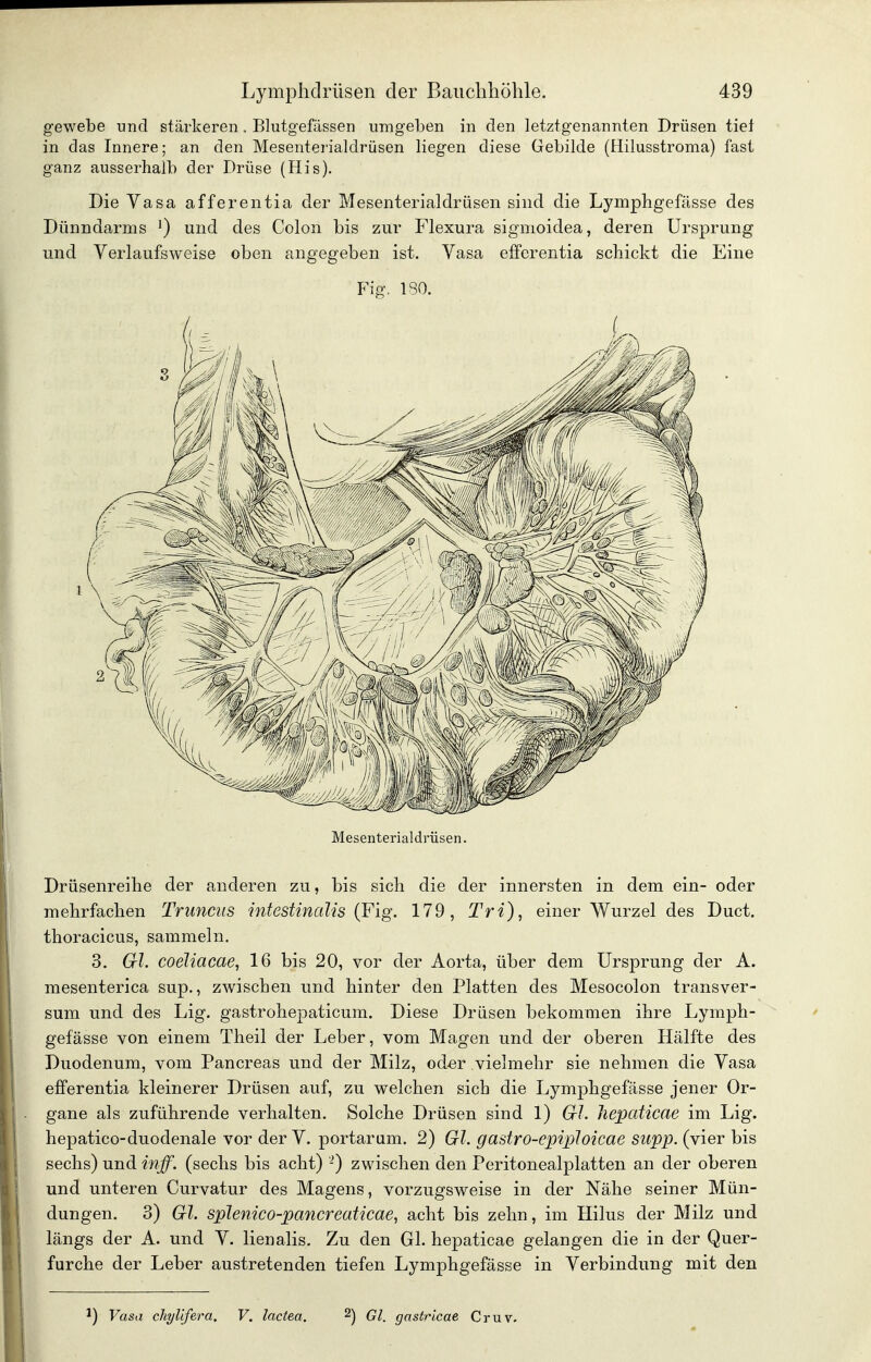 gewebe und stärkeren. Blutgefässen umgeben in den letztgenannten Drüsen tiet in das Innere; an den Mesentei'ialdrüsen liegen diese Gebilde (Hilusstroma) fast ganz ausserhalb der Drüse (His). Die Yasa afferentia der Mesenterialdrüsen sind die Lymphgefässe des Dünndarms ^) und des Colon bis zur Flexura sigmoidea, deren Ursprung und Yerlaufsweise oben angegeben ist. Vasa efferentia schickt die Eine Fig. 180. Mesenterialdrüsen. Drüsenreihe der anderen zu, bis sich die der innersten in dem ein- oder mehrfachen Truncus intestinalis {¥ig. 179, Tri), einer Wurzel des Duct. thoracicus, sammeln. 3. Gl. coeliacae, 16 bis 20, vor der Aorta, über dem Ursprung der A. mesenterica sup., zwischen und hinter den Platten des Mesocolon transver- sum und des Lig. gastrohepaticum. Diese Drüsen bekommen ihre Lymph- gefässe von einem Theil der Leber, vom Magen und der oberen Hälfte des Duodenum, vom Pancreas und der Milz, oder vielmehr sie nehmen die Yasa eiferentia kleinerer Drüsen auf, zu welchen sich die Lymphgefässe jener Or- gane als zuführende verhalten. Solche Drüsen sind 1) Gl. Jiepaticae im Lig. hepatico-duodenale vor der Y. portarum. 2) Gl. gastro-epiploicae supp. (vier bis sechs) und inff. (sechs bis acht) -) zwischen den Peritonealplatten an der oberen und unteren Curvatur des Magens, vorzugsweise in der Nähe seiner Mün- dungen. 3) Gl. splenico-pancreaticae, acht bis zehn, im Hilus der Milz und längs der A. und Y. lienalis. Zu den Gl. hepaticae gelangen die in der Quer- furche der Leber austretenden tiefen Lymphgefässe in Yerbindung mit den ^) Vasa chylifera. V. lactea. ^) Gl. gastricae Cruv,