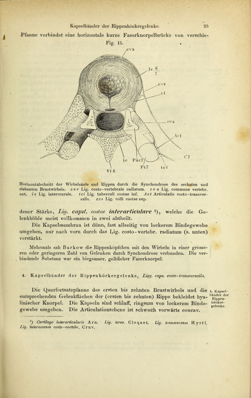 •Pfanne verbindet eine horizontale kurze Faserknorpelbrücke von verschie- Fig. 15.  . Vf6 Horizontalschnitt der Wirbelsäule und Rippen durch die Synchondrose des sechsten und siebenten Brustwirbels, cvr Lig. costo-vertebrale radiatum. cva Lig. commune vertebr. ant. ic Lig. intercrurale. tci Lig. tuberculi costae inf. Act Articulatio costo-transver- salis. CCS Lig. colli costae sup. dener Stärke, Lig. capiL costae interarUculare i), welche die Ge- lenkhöhle meist vollkommen in zwei abtheilt. Die Kapselmembran ist dünn, fast allseitig von lockerem Bindegewebe umgeben, nur nach vorn durch das Lig. costo - vertebr. radiatum (s. unten) verstärkt. Mehrmals sah Barkow die Rippenköpfchen mit den Wirbeln in einer grösse- ren oder geringeren Zahl von Gelenken durch Synchondrose verbunden. Die ver- bindende Substanz war ein biegsamer, gelblicher Faserknorpel. 4. Kapselbänder der Rippenhöckergelenke, Tjigg' caps. costo-transversalia. Die Querfortsatzpfanne des ersten bis zehnten Brustwirbels und die 4. Kapsel- entsprechenden Gelenkflächen der (ersten bis zehnten) Rippe bekleidet hya- ^^Rlppen linischer Knorpel. Die Kapseln sind scKlafF, ringsum von lockerem Binde- ^'g^'g'^fi^'J gewebe umgeben. Die Articulationsebene ist schwach vorwärts concav. ^) Carülago interarticularis Arn. Lig. teres. Cloquet. Lig. transversum Hyrtl. Lig. inierosseum costo-vertebr. Cruv.