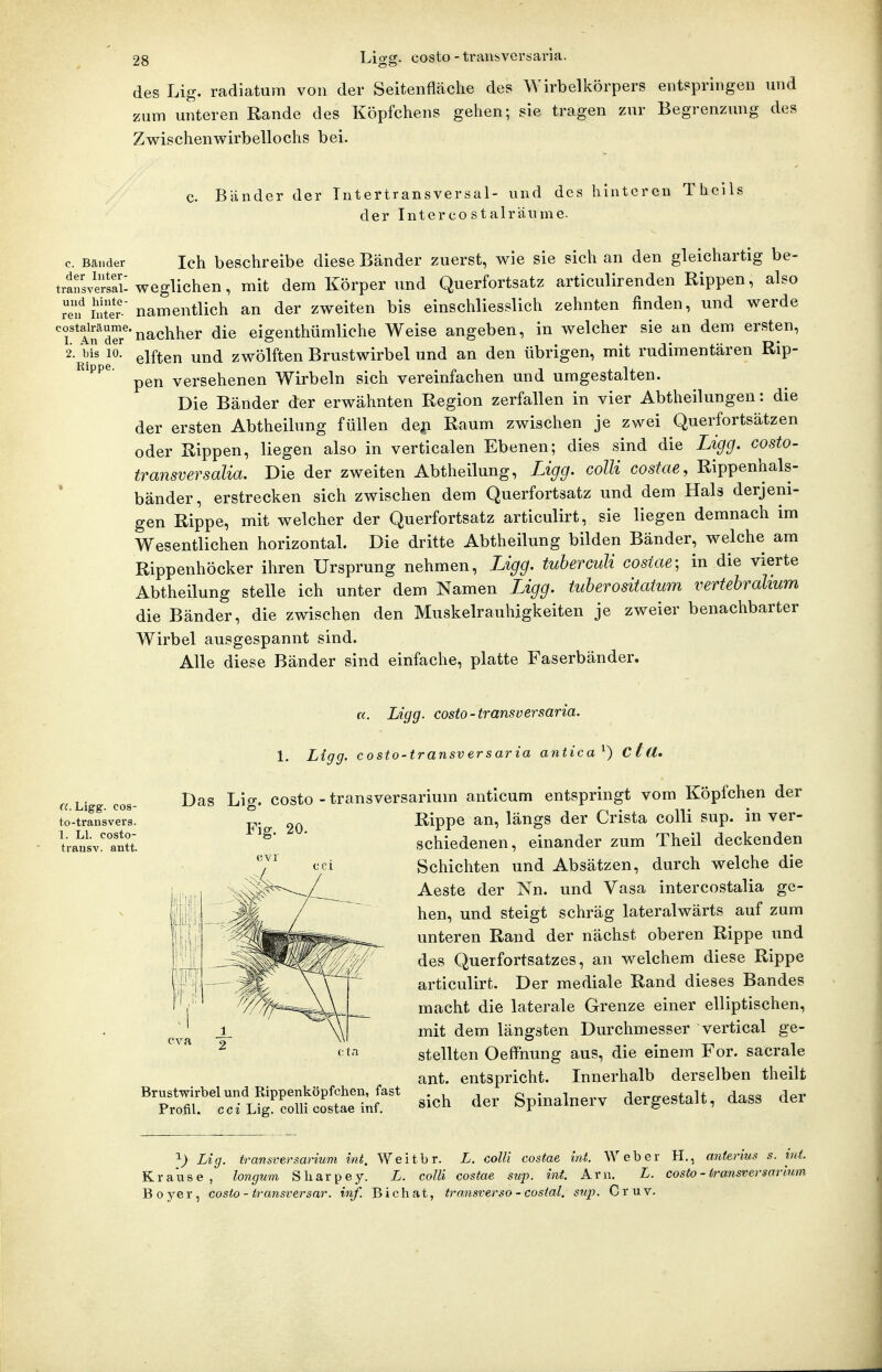 des Lig. radiatum von der Seitenflcäche des Wirbelkörpers entspringen und zum unteren Rande des Köpfchens gehen; sie tragen zur Begrenzung des Zwischenwirbellochs bei. c. Bänder der Intertransversal- und des hinteren Thcils der Intercostalräume. c. Bänder Ich beschreibe diese Bänder zuerst, wie sie sich an den gleichartig be- tranLerS: weglichen, mit dem Körper uud Querfortsatz articulirenden Rippen, also re? in?er.' namentlich an der zweiten bis einschliesslich zehnten finden, und werde Tln^dS^'nachher die eigenthümliche Weise angeben, in welcher sie an dem ersten, 2. m lo' giften zwölften Brustwirbel und an den übrigen, mit rudimentären Rip- ^'^^ pen versehenen Wirbeln sich vereinfachen und umgestalten. Die Bänder der erwähnten Region zerfallen in vier Abtheilungen: die der ersten Abtheilung füllen deji Raum zwischen je zwei Querfortsätzen oder Rippen, liegen also in verticalen Ebenen; dies sind die Ligg. costo- transversalia. Die der zweiten Abtheilung, Ligg. colli costae, Rippenhals- bänder, erstrecken sich zwischen dem Querfortsatz und dem Hals derjeni- gen Rippe, mit welcher der Querfortsatz articulirt, sie liegen demnach im Wesentlichen horizontal. Die dritte Abtheilung bilden Bänder, welche am Rippenhöcker ihren Ursprung nehmen, Ligg. tuberculi costae; in die vierte Abtheilung stelle ich unter dem Namen Ligg. tuberositatum vertebrahum die Bänder, die zwischen den Muskelrauhigkeiten je zweier benachbarter Wirbel ausgespannt sind. Alle diese Bänder sind einfache, platte Faserbänder. «.Ligg. cos- to-transvers. 1. LI. costo- transv. antt. «. Ligg. costo-transversaria. 1. Ligg. costo-transversaria antica^) ct(l. Das Lig. costo - transversarium anticum entspringt vom Köpfchen der Rippe an, längs der Crista colli sup. in ver- schiedenen, einander zum Theil deckenden Schichten und Absätzen, durch welche die Aeste der Nn. und Vasa intercostalia ge- hen, und steigt schräg lateralwärts auf zum unteren Rand der nächst oberen Rippe und des Querfortsatzes, an welchem diese Rippe articulirt. Der mediale Rand dieses Bandes macht die laterale Grenze einer elliptischen, mit dem längsten Durchmesser vertical ge- stellten Oeffnung aus, die einem For. sacrale ant. entspricht. Innerhalb derselben theilt '?fL^'!Ä:°;^' Bich der Spinalnerv dergestalt, dass der Fig. 20. cvr r 1 1 2 D Lig. iransversarium int. Weitbr. L. colli costae int. Weber H., anterius s. int. Krause, longum Sliarpey. L. colli costae sup. int. Arn. L. costo - iransversarium Boyer, costo - transversar. inf. Biehat, transverso - costal. sup. Cruv.