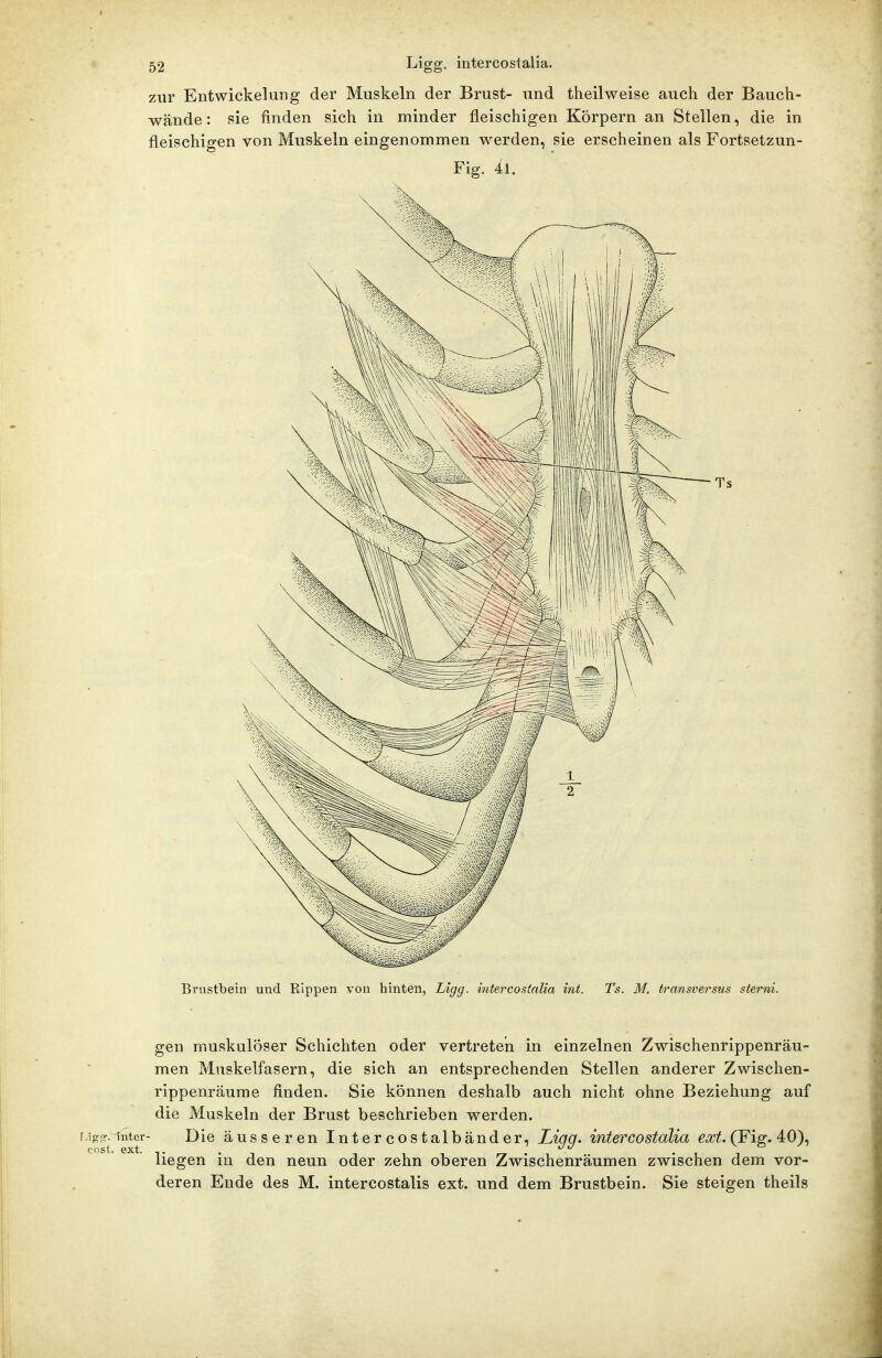 zur Entwickelung der Muskeln der Brust- und theilweise auch der Bauch- wände: sie finden sich in minder fleischigen Körpern an Stellen, die in fleischigen von Muskeln eingenommen werden, sie erscheinen als Fortsetzun- Fig. 41. Brustbein und Rippen von hinten, Ligg. intercostalia int. Ts. M. transversus sterni. gen muskulöser Schichten oder vertreten in einzelnen Zwischenrippenräu- men Muskelfasern, die sich an entsprechenden Stellen anderer Zwischen- rippenräume finden. Sie können deshalb auch nicht ohne Beziehung auf die Muskeln der Brust beschrieben werden, r/igr. inter- Die äusseren Intercostalbänder, JLigg. intercostalia ext. (Fig. 40), liegen in den neun oder zehn oberen Zwischenräumen zwischen dem vor- deren Ende des M. intercostalis ext. und dem Brustbein. Sie steigen theils