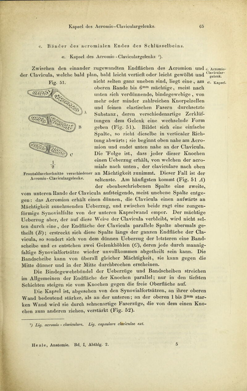 Kapsel des Aci Clavicularorelenks. G5 Bnnder des acromialen Endes des Schlüsselbeins. «. Kapsel des Acroinio - Claviculargelenks '). Frontaldurchschnitte verschiedener Acromio - Claviculargelenke. Zwischen den einander zugewandten Endflächen des Acromion und c. Acromio- der Clavicula, welche bald plan, bald leicht vertieft oder leicht gewölbt und ^^^^eienk!'^ nicht selten ganz uneben sind, liegt eine , am Kapsei. oberen Rande bis mächtige, meist nach unten sich verdünnende, bindegewebige , von mehr oder minder zahlreichen Knorpelzellen und feinen elastischen Fasern durchsetzte Substanz, deren verschiedenartige Zerklüf- tungen dem Gelenk eine wechselnde Form geben (Fig, 51). Bildet sich eine einfache Spalte, so zieht dieselbe in verticaler Rich- tung abwärts ; sie beginnt oben nahe am Acro- mion und endet unten nahe an der Clavicula. Die 'Folge ist, dass jeder dieser Knochen einen Ueberzug erhält, von welchen der acro- miale nach unten, der claviculare nach oben an Mächtigkeit zunimmt. Dieser Fall ist der seltenste. Am häufigsten kommt (Fig. 61 Ä) der ebenbeschriebenen Spalte eine zweite, vom unteren Rande der Clavicula aufsteigende, meist unebene Spalte entge- gen: das Acromion erhält einen dünnen, die Clavicula einen aufwärts an Mächtigkeit zunehmenden Ueberzug, und zwischen beide ragt eine zangen- förmige Synovialfalte von der unteren Kapselwand empor. Der mächtige Ueberzug aber, der auf diese Weise der Clavicula verbleibt, wird nicht sel- ten durch eine , der Endfläche der Clavicula parallele Spalte abermals ge- theilt (5); erstreckt sich diese Spalte längs der ganzen Endfläche der Cla- vicula, so sondert sich von dem dünnen Ueberzug der letzteren eine Band- scheibe und es entstehen zwei Gelenkhöhlen (C), deren jede durch mannig- faltige Synovialfortsätze wieder unvollkommen abgetheilt sein kann. Die Bandscheibe kann von überall gleicher Mächtigkeit, sie kann gegen die Mitte dünner und in der Mitte durchbrochen erscheinen. Die Bindegewebsbündel der Ueberzüge und Bandscheiben streichen im Allgemeinen der Endfläche der Knochen parallel; nur in den tiefsten Schichten steigen sie vom Knochen gegen die freie Oberfläche auf. Die Kapsel ist, abgesehen von den Synovialfortsätzen, an ihrer oberen Wand bedeutend stärker, als an der unteren; an der oberen 1 bis 3°i°^ star- ken Wand wird sie durch sehnenartige Faserzüge, die von dem einen Kno- chen zum anderen ziehen, verstärkt (Fig. 52). ^) Lig. acromio claviculare. Lig. capsulare claviculae ext. He nie, Anatomie. Bd. I. Abthlg. 2.