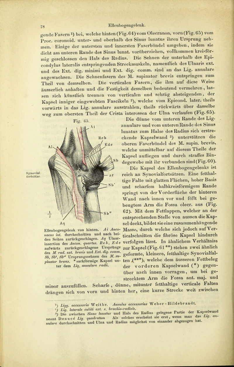 Synovial fortsiltze. 7g Ellenbogengelenk. gende Fasern i) bei, welche hinten (Fig. 64) vom Olecranon, vorn (Fig. 65) vom Proc. coronoid. unter- und oberhalb des Sinus lunatus ihren Ursprung neh- men. Einige der untersten und innersten Faserbiindel umgeben, indem sie dicht am unteren Rande des Sinus lunat. vorüberziehen, vollkommen kreisför- mig geschlossen den Hals des Radius. Die Sehnen der unterhalb des Epi- condylus lateralis entspringenden Streckmuskeln, namentlich des Ulnaris ext. und des Ext. dig. minimi und Ext. dig. comm. sind an das Lig. annulare angewachsen. Die Sehnenfasern des M. supinator brevis entspringen zum Theil von demselben. Die verticalen Fasern, die ihm auf diese Weise äusserlich anhaften und die Festigkeit desselben bedeutend vermehren, las- sen sich künstlich trennen von verticalen und schräg absteigenden, der Kapsel inniger eingewebten Fascikeln 2), welche vom Epicond. later. theils vorwärts in das Lig. annulare ausstrahlen, theils rückwärts über dasselbe weg zum obersten Theil der Crista interossea der Ulna verlaufen (Fig. 65). Die dünne vom unteren Rande des Lig- annulare und vom unteren Rande des Sinus lunatus zum Halse des Radius sich erstre- ckende Kapselwand 3) unterstützen die oberen Faserbündel des M. supin. brevis, welche unmittelbar auf diesem Theile der Kapsel aufliegen und durch straffes Bin- degewebe mit ihr verbunden sind(Fig. 60). Die Kapsel des Ellenbogengelenks ist reich an Synovialfortsätzen. Eine fetthal- tige Falte mit glatten Flächen, hoher Basis und scharfem halbkreisförmigem Rande springt von der Vorderfläche der hinteren Wand nach innen vor und füllt bei ge- beugtem Arm die Fossa olecr. aus (Fig. 62). Mit dem Fettlappen, welcher an der entsprechenden Stelle von aussen die Kap- sel deckt, bildet sie eine zusammenhängende Masse, durch welche sich jedoch auf Yer- ticalschnitten die fibröse Kapsel hindurch verfolgen lässt. In ähnlichem Verhältniss aufwärts zurückgeschlagene Ursprünge zur Kapsel (Fig. 61 **) Stehen zwei ähnlich des M.rad. ext. brevis und Ext dig. comm. r ^ kleinere, fetthaltige Synovialfal- Sb, Sb', 8b Ursprungssehnen des M. su- i . j •• T? *fV.o1^r. pinator brevis. * sackförmige Kapsel un- ten .(***). welche dem äusseren Fettbeleg ter dem Lig. annulare radii. vorderen Kapselwand (*) gegen- über nach innen vorragen, um bei ge- strecktem Arm die Fossa ant. maj. und minor auszufüllen. Scharfe , dünne, mitunter fetthaltige verticale Falten drängen sich von vorn und hinten her, eine kurze Strecke weit zwischen Ellenbogengeleuk von hinten. Ai Anco naeus int. durchschnitten und nach hei den Seiten zurückgeschlagen. Aq Ulnar Insertion des Ancon. quartus. Reb, Ede 1) Ligg. accessoria Weitbr. Annulus accessorius Weber-Hildebrandt. '0 Lia. laterale cubiti ext. s. brachio-radiale. . , xr i a 4 Die zwischen Sinus lunatus und Hals des Radius gelegene Partie der Kapselwand nennt Denuc 6 Lig. quadratum Als solches erscheint sie erst, wenn man das Lig. an- nulare durchschnitten und Ulna und Radius möghchst von einander abgezogen hat.