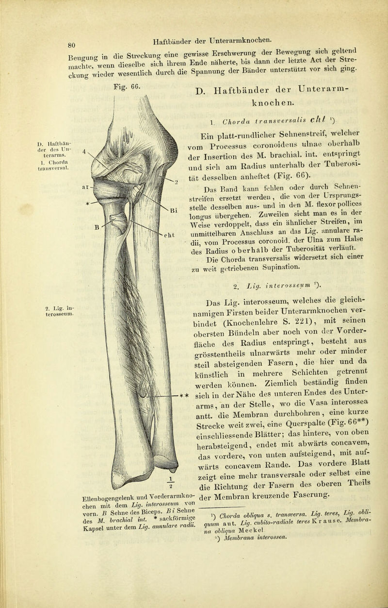 Haftbänder der Unterarmknocben. er \r. die Streckung eine gewisse Erschwerung der Bewegung sich geltend ST'wenn d-e?eÄ ihre.'Ende näherte, bis dann der letzte Act der Stre- clng wreder wesentlich durch die Spannung der Bänder unterstutzt vor sich g.ng. Fig. 6G. D. Haftban- der des Un- terarms. 1. Chorda transversal. 2. Lig. in- terosseum. EUenbogengelenk und Vorderarmkno- chen mit dem Lig. interosseum von vorn. B Sehne des Biceps. 5 ^ Sehne des M. brachial int. * sackförmige Kapsel unter dem Lig. annulare radii. D. Haftbänder der Unterarm- knochen. 1, Chorda transversalis C Ii f ') Ein platt-rundlicher Sehnenstreif, welcher vom Processus coronoideus ulnae oberhalb der Insertion des M. brachial, int. entspringt und sich am Radius unterhalb der Tuberosi- tat desselben anheftet (Fig. 66). Das Band kann fehlen oder durch Sehnen- streifen ersetzt werden , die von der Ursprungs- stelle desselben aus- und in den M. flexor polhces lono-us übergehen. Zuweilen sieht man es in der Welse verdoppelt, dass ein ähnlicher Streifen, im unmittelbaren Anschluss an das Lig. annulare ra- dii vom Processus coronoid. der Ulna zum Halse des Radius oberhalb der Tuberosität verläutt. Die Chorda transversalis widersetzt sich einer zu weit getriebenen Supination. 2, Lig. interosseum '^). Das Lig. interosseum, welches die gleich- namigen Firsten beider Unterarmknochen ver- bindet (Knochenlehre S. 221), mit seinen obersten Bündeln aber noch von der Vorder- fläche des Radius entspringt, besteht aus grösstentheils ulnarwärts mehr oder minder steil absteigenden Fasern, die hier und da künstlich in mehrere Schichten getrennt werden können. Ziemlich beständig finden sichln der Nähe des unteren Endes des Unter- arms, an der Stelle, wo die Vasa interossea antt. die Membran durchbohren, eine kurze Strecke weit zwei, eine Querspalte (Fig. 66* ) einschliessendeBlätter; das hintere, von oben herabsteigend, endet mit abwärts concavem, das vordere, von unten aufsteigend, mit auf- wärts concavem Rande. Das vordere Blatt zeigt eine mehr transversale oder selbst eme die Richtung der Fasern des oberen Theils der Membran kreuzende Faserung. 1) Chorda obliqua s. transversa. Lig. teres, quum aut. Lig. cuhito-radiale ^eres Krause na obliqua Meckel Membrana interossea. Lig. obli- Mem,bra-