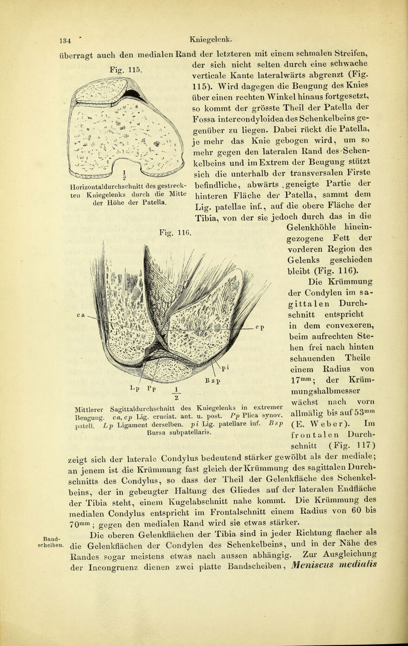 Band- scheiben Horizontaldurchschuitt des ges teil Kniegelenks dvirch die der Höhe der Patella. treck- Mitte 134 ' Kniegelenk. überragt auch den medialen Rand der letzteren mit einem schmalen Streifen, der sich nicht selten durch eine schwache verticale Kante lateralwärts abgrenzt (Fig. 115). Wird dagegen die Beugung des Knies über einen rechten Winkel hinaus fortgesetzt, so kommt der grösste Theil der Patella der Fossa intercondyloidea des Schenkelbeins ge- genüber zu liegen. Dabei rückt die Patella, je mehr das Knie gebogen wird, um so mehr gegen den lateralen Rand des Schen- kelbeins und im Extrem der Beugung stützt sich die unterhalb der transversalen Firste befindliche, abwärts .geneigte Partie der hinteren Fläche der Patella, sammt dem Lig. patellae inf., auf die obere Fläche der Tibia, von der sie jedoch durch das in die Gelenkhöhle hinein- gezogene Fett der vorderen Region des Gelenks geschieden bleibt (Fig. 116). Die Krümmung der Condylen im sa- gittalen Durch- schnitt entspricht in dem convexeren, beim aufrechten Ste- hen frei nach hinten schauenden Theile einem Radius von 17™^; der Krüm- mungshalbmesser wächst nach vorn allmälig bisauf 53«>^ (E. Weber). Im frontalen Durch- schnitt (Fig. 117) zeigt sich der laterale Condylus bedeutend stärker gewölbt als der mediale; an jenem ist die Krümmung fast gleich der Krümmung des sagittalen Durch- schnitts des Condylus, so dass der Theil der Gelenkfläche des Schenkel- beins, der in gebeugter Haltung des Gliedes auf der lateralen Endfläche der Tibia steht, einem Kugelabschnitt nahe kommt. Die Krümmung des medialen Condylus entspricht im Frontal schnitt einem Radius von 60 bis 70mm . gegen den medialen Rand wird sie etwas stärker. Die oberen Gelenkflächen der Tibia sind in jeder Richtung flacher als die Gelenkflächen der Condylen des Schenkelbeins, und in der Nähe des Randes sogar meistens etwas nach aussen abhängig. Zur Ausgleichung der Incongruenz dienen zwei platte Bandscheiben, Meniscus niediaäs Mittlerer Beugung patell. Sagittaldurchschnitt des Kniegelenks ca^cp Lig. cruciat. ant. u. post. Plica Lp Ligament derselben, pi Lig. patellare inf. Bursa subpatellaris. extremer .ynov. Bsp