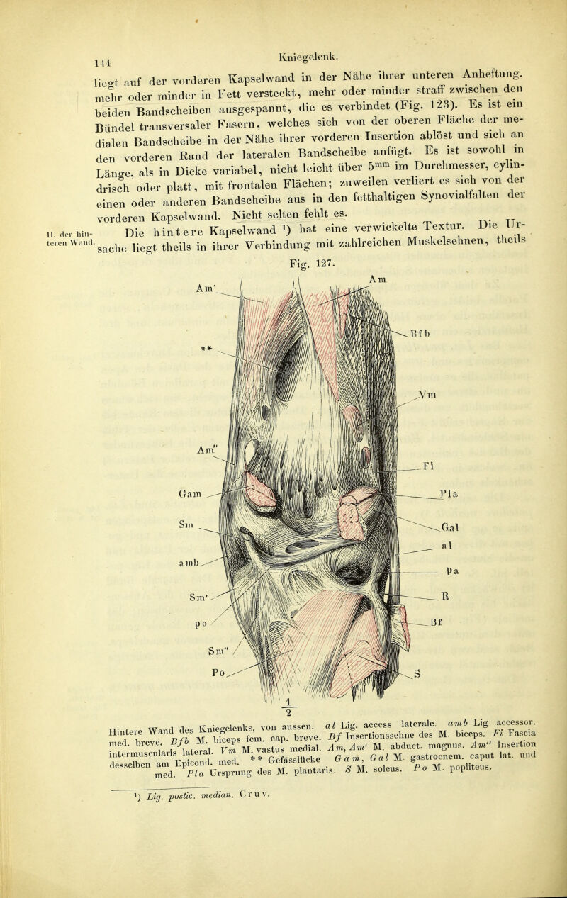 ir. der hin- teren Wand. Kniegelenk. lie-t auf der vorderen Kapselwand in der Nähe ihrer unteren Anheftung, mehr oder minder in Fett versteckt, mehr oder minder straff zwischen den beiden Bandscheiben ausgespannt, die es verbindet (Fig. 123) Es ist ein Bündel transversaler Fasern, welches sich von der oberen Llache der me- dialen Bandscheibe in der Nähe ihrer vorderen Insertion ablöst und sich an den vorderen Rand der lateralen Bandscheibe anfügt. Es ist sowohl in Länge, als in Dicke variabel, nicht leicht über 5- im Durchmesser, cylin- drisch oder platt, mit frontalen Flächen; zuweilen verliert es sich von der einen oder anderen Bandscheibe aus in den fetthaltigen bynovialfalten der vorderen Kapselwand. Nicht selten fehlt es. Die hintere Kapsel wand 1) hat eine verwickelte Textur. Die Ur- sache liegt theils in ihrer Verbindung mit zahlreichen Muskelsehnen, theils Fig. 127. Hintere Wand des Kniegelenks, von aussen, med. breve. Bfh M. biceps fem. cap. breye. interiTiuscularis lateral. Fm M vastus medial, desselben am Epicond. med. Gefässlucke al Lig. acccss laterale, amb Lig accessor. Bf Insertionssehne des M. biceps. Fi Fascia med. Pia Ursprung des M. plantaris. Am, Äm' G am, S M M. abduct. magnus. Am'' Insertion Gal M. gastrocnem. caput lat. und soleus. Po M. popliteus. ^) Lig. postic. median. Cruv
