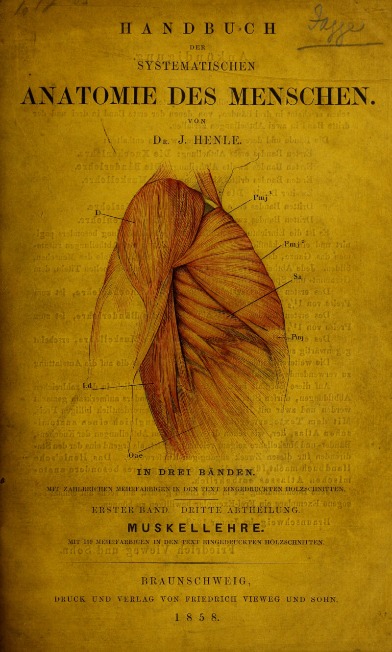 H A N D B ü C H DER SYSTEMATISCHEN ANATOMIE DES MENSCHEN. VON \ Dr. J. HENLE. IN DREI BÄNDEN. ,\in /AIILKEICHEN MEMKFAÜP.IGEX IN TEXT EIXGEDRUCKTEK HOLZSCHNITTEN. ERSTER BAND. DRITTE ABTHEILUNG. IVIUSKELLEHRE. MIT lö'J .^[ETI;;FÄRB[(.TvX IN DEN TEXT EINGEDEUCKTEN HOLZSCHNITTEN. BRAUNSCHWEIG, DRUCK UND VERLAG VON FRIEDRICH VIEWEG UND SOHN.