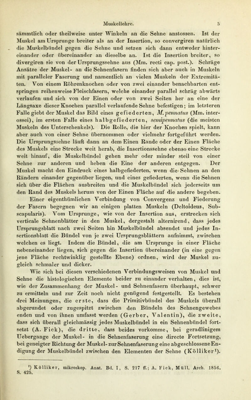 sämmtlich oder theilweise unter Winkeln an die Sehne anstossen. Ist der Muskel am Ursprünge breiter als an der Insertion, so convergiren natürlich die Muskelbiindel gegen die Sehne und setzen sich dann entweder hinter- einander oder übereinander an dieselbe an. Ist die Insertion breiter, so divergiren sie von der Ursprungssehne aus (Mm. recti cap. post.). Schräge Ansätze der Muskel- an die Sehnenfasern finden sich aber auch in Muskeln mit paralleler Faserung und namentlich an vielen Muskeln der Extremitä- ten. Von einem Röhrenknochen oder von zwei einander benachbarten ent- springen reihenweise Fleischfasern, welche einander parallel schräg abwärts verlaufen und sich von der Einen oder von zwei Seiten her an eine der Längsaxe dieser Knochen parallel verlaufende Sehne befestigen; im letzteren Falle giebt der Muskel das Bild eines gefiederten, M.pennaius (Mm. inter- ossei), im ersten Falle eines halbgefiederten, semipennafus (die meisten Muskeln des Unterschenkels). Die Rolle, die hier der Knochen spielt, kann aber auch von einer Sehne übernommen oder vielmehr fortgeführt werden. Die Ursprungssehne läuft dann an dem Einen Rande oder der Einen Fläche des Muskels eine Strecke weit herab, die Insertionssehne ebenso eine Strecke weit hinauf, die Muskelbündel gehen mehr oder minder steil von einer Sehne zur anderen und heben die Eine der anderen entgegen. Der Muskel macht den Eindruck eines halbgefiederten, wenn die Sehnen an den Rändern einander gegenüber liegen, und eines gefiederten, wenn die Sehnen sich über die Flächen ausbreiten und die Muskelbündel sich jederseits um den Rand des Muskels herum von der Einen Fläche auf die andere begeben. Einer eigenthümlichen Verbindung von Convergenz und Fiederung der Fasern begegnen wir an einigen platten Muskeln (Deitoideus, Sub- scapularis). Vom Ursprünge, wie von der Insertion aus, erstrecken sich verticale Sehnenblätter in den Muskel, dergestalt alternirend, dass jedes Ursprungsblatt nach zwei Seiten hin Muskelbündel absendet und jedes In- sertionsblatt die Bündel von je zwei Ursprungsblättern aufnimmt, zwischen welchen es liegt. Indem die Bündel, die am Ursprünge in einer Fläche nebeneinander liegen, sich gegen die Insertion übereinander (in eine gegen jene Fläche rechtwinklig gestellte Ebene) ordnen, wird der Muskel zu- gleich schmaler und dicker. Wie sich bei diesen verschiedenen Verbindungsweisen von Muskel und Sehne die histologischen Elemente beider zu einander verhalten, dies ist, wie der Zusammenhang der Muskel- und Sehnenfasern überhaupt, schwer zu ermitteln und zur Zeit noch nicht genügend festgestellt. Es bestehen drei Meinungen, die erste, dass die Primitivbündel des Muskels überall abgerundet oder zugespitzt zwischen den Bündeln des Sehnengewebes enden und von ihnen umfasst werden (Gerber, Valentin), die zweite, dass sich überall gleichmässig jedes Muskelbündel in ein Sehnenbündel fort- setzt (A. Fick), die dritte, dass beides vorkomme, bei geradlinigem Uebergange der Muskel- in die Sehnenfaserung eine directe Fortsetzung, bei geneigter Richtung der Muskel- zur Sehnenfaserung eine abgeschlossene En- digung der Muskelbündel zwischen den Elementen der Sehne (Köllikeri). 0 Kölliker, mikroskop. Anat. Bd. I, S. 217 ff.; A. Fick, Müll. Arch. 1856. S. 425.