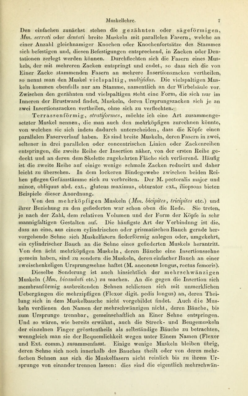 Den einfachen zunächst stehen die gezähnten oder sägeförmigen, Min. serrati oder dentati breite Muskeln mit parallelen Fasern, welche an einer Anzahl gleichnamiger Knochen oder Knochenfortsätze des Stammes sich befestigen und, diesen Befestigungen entsprechend, in Zacken oder Den- tationen zerlegt werden können. Durchflechten sich die Fasern eines Mus- kels, der mit mehreren Zacken entspringt und endet, so dass sich die von Einer Zacke stammenden Fasern an mehrere Insertionszacken vertheilen, so nennt man den Muskel vielspaltig, multißdus. Die vielspaltigen Mus- keln kommen ebenfalls nur am Stamme, namentlich an der Wirbelsäule vor. Zwischen den gezähnten und vielspaltigen steht eine Form, die sich nur im Inneren der Brustwand findet, Muskeln, deren Ursprungszacken sich je an zwei Insertionszacken vertheilen, ohne sich zu verflechten. Terrassenförmig, stratiformes, möchte ich eine Art zusammenge- setzter Muskel nennen, die man auch den mehrköpfigen zurechnen könnte, von welchen sie sich indess dadurch unterscheiden, dass die Köpfe einen parallelen Faserverlauf haben. Es sind breite Muskeln, deren Fasern in zwei, seltener in drei parallelen oder concentrischen Linien oder Zackenreihen entspringen, die zweite Reihe der Insertion näher, von der ersten Reihe ge- deckt und an deren dem Skelette zugekehrten Fläche sich verlierend. Häufig ist die zweite Reihe auf einige wenige schmale Zacken reducirt und daher leicht zu übersehen. In dem lockeren Bindegewebe zwischen beiden Rei- hen pflegen Gefässstämme sich zu verbreiten. Der M. pectoralis major und minor, obliquus abd. ext., gluteus maximus, obturator ext., iliopsoas bieten Beispiele dieser Anordnung. Von den mehrköpfigen Muskeln (il4m. hicipites, tricipites etc.) und ihrer Beziehung zu den gefiederten war schon oben die Rede. Sie treten, je nach der Zahl, dem relativen Volumen und der Form der Köpfe in sehr mannigfaltigen Gestalten auf. Die häufigste Art der Verbindung ist die, dass an eine, aus einem cylindrischen oder prismatischen Bauch gerade her- vorgehende Sehne sich Muskelfasern fiederförmig anlegen oder, umgekehrt, ein cylindrischer Bauch an die Sehne eines gefiederten Muskels herantritt. Von den ächt mehrköpfigen Muskeln , deren Bäuche eine Insertionssehne gemein haben, sind zu sondern die Muskeln, deren einfacher Bauch an einer zweischenkeligen Ursprungssehne haftet (M. anconeus longus, rectus femoris). Dieselbe Sonderung ist auch hinsichtlich der mehrschwänzigen Muskeln (Mm. hicaudati etc.) zu machen. An die gegen die Insertion sich membranförmig ausbreitenden Sehnen schliessen sich mit unmerklichen Uebergängen die mehrzipfligen (Flexor digit. pedis longus) an, deren Thei- lung sich in dem Muskelbauche nicht vorgebildet findet. Auch die Mus- keln verdienen den Namen der mehrschwänzigen nicht, deren Bäuche, bis zum Ursprünge trennbar, gemeinschaftlich an Einer Sehne entspringen. Und so wären, wie bereits erwähnt, auch die Streck- und Beugemuskeln der einzelnen Finger grösstentheils als selbständige Bäuche zu betrachten, wenngleich man sie der Bequemlichkeit wegen unter Einem Namen (Flexor und Ext. comm.) zusammenfasst. Einige wenige Muskeln bleiben übrig, deren Sehne sich noch innerhalb des Bauches theilt oder von deren mehr- fachen Sehnen aus sich die Muskelfasern nicht reinlich bis zu ihrem Ur- sprünge von einander trennen lassen: dies sind die eigentlich mehrschwän-