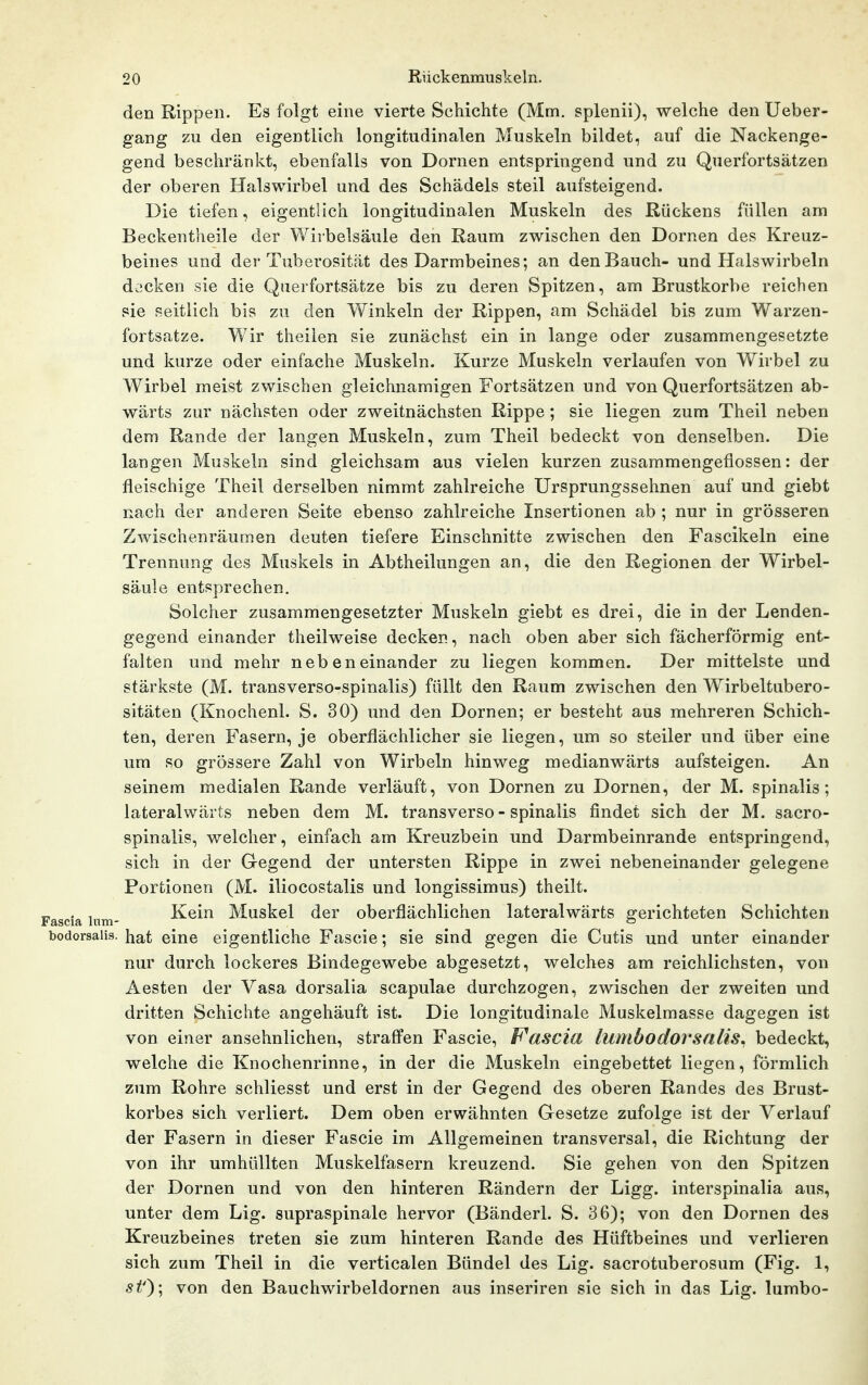 den Rippen. Es folgt eine vierte Schichte (Mm. splenii), welche den Ueber- gang zu den eigentlich longitudinalen Muskeln bildet, auf die Nackenge- gend beschränkt, ebenfalls von Dornen entspringend und zu Querfortsätzen der oberen Halswirbel und des Schädels steil aufsteigend. Die tiefen, eigentlich longitudinalen Muskeln des Rückens füllen am Beckentheile der Wirbelsäule den Raum zwischen den Dornen des Kreuz- beines und der Tuberosität des Darmbeines; an den Bauch- und Halswirbeln decken sie die Querfortsätze bis zu deren Spitzen, am Brustkorbe reichen sie seitlich bis zu den Winkeln der Rippen, am Schädel bis zum Warzen- fortsatze. Wir theilen sie zunächst ein in lange oder zusammengesetzte und kurze oder einfache Muskeln. Kurze Muskeln verlaufen von Wirbel zu Wirbel meist zwischen gleichnamigen Fortsätzen und von Querfortsätzen ab- wärts zur nächsten oder zweitnächsten Rippe ; sie liegen zum Theil neben dem Rande der langen Muskeln, zum Theil bedeckt von denselben. Die langen Muskeln sind gleichsam aus vielen kurzen zusammengeflossen: der fleischige Theil derselben nimmt zahlreiche Ursprungssehnen auf und giebt nach der anderen Seite ebenso zahlreiche Insertionen ab ; nur in grösseren Zwischenräumen deuten tiefere Einschnitte zwischen den Fascikeln eine Trennung des Muskels in Abtheilungen an, die den Regionen der Wirbel- säule entsprechen. Solcher zusammengesetzter Muskeln giebt es drei, die in der Lenden- gegend einander theilweise decken, nach oben aber sich fächerförmig ent- falten und mehr nebeneinander zu liegen kommen. Der mittelste und stärkste (M. transverso-spinalis) füllt den Raum zwischen den W^irbeltubero- sitäten (Knochenl. S. 30) und den Dornen; er besteht aus mehreren Schich- ten, deren Fasern, je oberflächlicher sie liegen, um so steiler und über eine um so grössere Zahl von Wirbeln hinweg medianwärts aufsteigen. An seinem medialen Rande verläuft, von Dornen zu Dornen, der M. spinalis; lateralwärts neben dem M. transverso - spinalis findet sich der M. sacro- spinalis, welcher, einfach am Kreuzbein und Darmbeinrande entspringend, sich in der G-egend der untersten Rippe in zwei nebeneinander gelegene Portionen (M. iliocostalis und longissimus) theilt. 7ascia Iura- Kein Muskel der oberflächlichen lateralwärts gerichteten Schichten bodorsaiis. hat eine eigentliche Fascie; sie sind gegen die Cutis und unter einander nur durch lockeres Bindegewebe abgesetzt, welches am reichlichsten, von Aesten der Vasa dorsalia scapulae durchzogen, zwischen der zweiten und dritten Schichte angehäuft ist. Die longitudinale Muskelmasse dagegen ist von einer ansehnlichen, straffen Fascie, F^ascia lumbodorsalis^ bedeckt, welche die Knochenrinne, in der die Muskeln eingebettet liegen, förmlich zum Rohre schliesst und erst in der Gegend des oberen Randes des Brust- korbes sich verliert. Dem oben erwähnten Gesetze zufolge ist der Verlauf der Fasern in dieser Fascie im Allgemeinen transversal, die Richtung der von ihr umhüllten Muskelfasern kreuzend. Sie gehen von den Spitzen der Dornen und von den hinteren Rändern der Ligg. interspinalia aus, unter dem Lig. supraspinale hervor (Bänderl. S. 36); von den Dornen des Kreuzbeines treten sie zum hinteren Rande des Hüftbeines und verlieren sich zum Theil in die verticalen Bündel des Lig. sacrotuberosum (Fig. 1, 5^0; von den Bauchwirbeldornen aus inseriren sie sich in das Lig. lumbo-