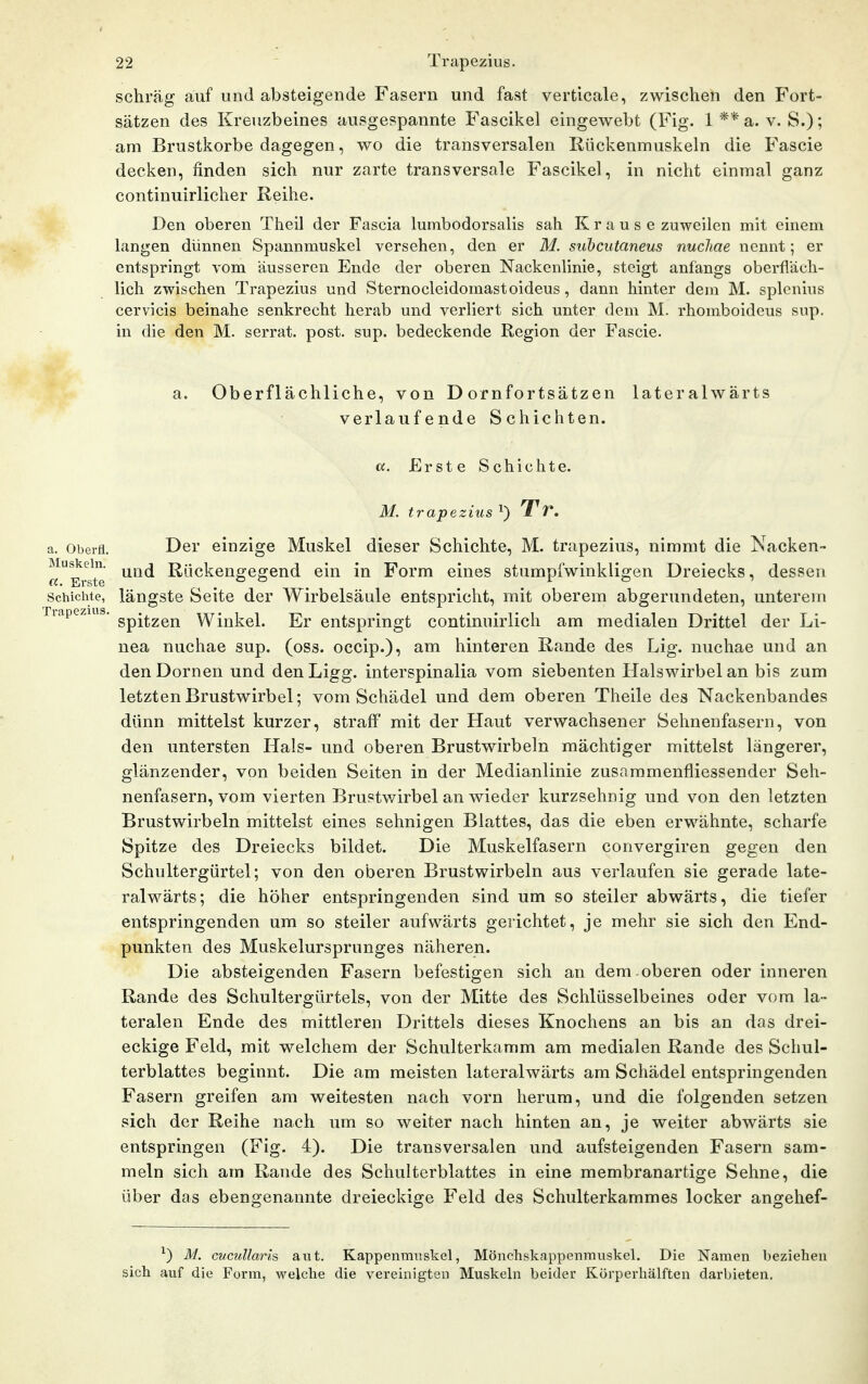 a. Oberfl. Muskeln. «. Erste 22 ' Trapezius. schräg auf und absteigende Fasern und fast verticale, zwischen den Fort- sätzen des Kreuzbeines ausgespannte Fascikel eingewebt (Fig. 1 **a. v. S.); am Brustkorbe dagegen, wo die transversalen Rückenmuskeln die Fascie decken, finden sich nur zarte transversale Fascikel, in nicht einmal ganz continuirlicher Reihe. Den oberen Theil der Fascia lumbodorsalis sah Krause zuweilen mit einem langen dünnen Spannmuskel versehen, den er M. suhcutaneus nuchae nennt; er entspringt vom äusseren Ende der oberen Nackenlinie, steigt anfangs oberfläch- lich zwischen Trapezius und Sternocleidomastoideus, dann hinter dem M. splcnius cervicis beinahe senkrecht herab und verliert sich unter dem M. rhomboideus sup. in die den M. serrat. post. sup. bedeckende Region der Fascie. a. Oberflächliche, von Dornfortsätzen lateralwärts verlaufende Schichten. a. Erste Schichte. M. trapezius ^) Tr. Der einzige Muskel dieser Schichte, M. trapezius, nimmt die Nacken- und Riickengegend ein in Form eines stumpfwinkligen Dreiecks, dessen Schichte, längste Seite der Wirbelsäule entspricht, mit oberem abgerundeten, unterem Tiapezius. gp-^^en Winkel. Er entspringt contimiirlich am medialen Drittel der Li- nea nuchae sup. (oss. occip.), am hinteren Rande des Lig. nuchae und an den Dornen und denLigg. interspinalia vom siebenten Halswirbelan bis zum letzten Brustwirbel; vom Schädel und dem oberen Theile des Nackenbandes dünn mittelst kurzer, straff mit der Haut verwachsener Sehnenfasern, von den untersten Hals- und oberen Brustwirbeln mächtiger mittelst längerer, glänzender, von beiden Seiten in der Medianlinie zusammenfliessender Seh- nenfasern, vom vierten Brustv/irbel an wieder kurzsehnig und von den letzten Brustwirbeln mittelst eines sehnigen Blattes, das die eben erwähnte, scharfe Spitze des Dreiecks bildet. Die Muskelfasern convergiren gegen den Schultergürtel; von den oberen Brustwirbeln aus verlaufen sie gerade late- ralwärts; die höher entspringenden sind um so steiler abwärts, die tiefer entspringenden um so steiler aufwärts gerichtet, je mehr sie sich den End- punkten des Muskelursprunges näheren. Die absteigenden Fasern befestigen sich an dem oberen oder inneren Rande des Schultergürtels, von der Mitte des Schlüsselbeines oder vom la- teralen Ende des mittleren Drittels dieses Knochens an bis an das drei- eckige Feld, mit welchem der Schulterkamm am medialen Rande des Schul- terblattes beginnt. Die am meisten lateralwärts am Schädel entspringenden Fasern greifen am weitesten nach vorn herum, und die folgenden setzen sich der Reihe nach um so weiter nach hinten an, je weiter abwärts sie entspringen (Fig. 4). Die transversalen und aufsteigenden Fasern sam- meln sich am Rande des Schulterblattes in eine membranartige Sehne, die über das ebengenannte dreieckige Feld des Schulterkammes locker angehef- ^) M. cucullarh aut. Kappenmr.skel, Mönchskappenmiiskel. Die Namen beziehen sich auf die Form, welche die vereinigten Muskeln beider Körperliälften darbieten.