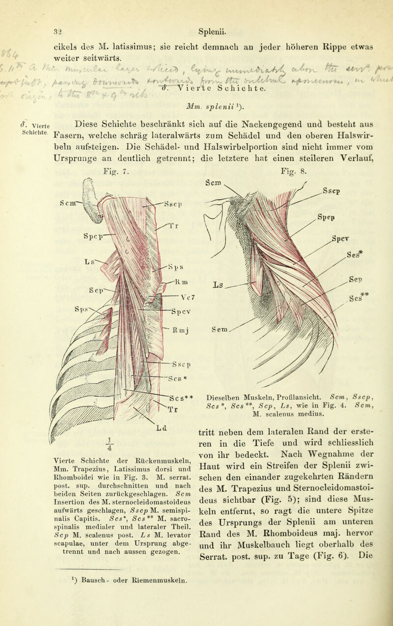 cikels des M. latissimiis; sie reicht demnach an jeder höheren Rippe etwas weiter seitwärts. Vierte Schichte. ik/m. splenii Vierte Dicsc Schichte beschränkt sich auf die Nackengegend und besteht aus Schichte, x^^asern, welche schräg Lateralwärts zum Schädel und den oberen Halswir- beln aufsteigen. Die Schädel- und Halswirbelportion sind nicht immer vom Ursprünge an deutlich getrennt Fig. 7. die letztere hat einen steileren Verlauf, Fio-. Dieselben Muskeln, Profilansicht. Sem Scs*, ^Tcs**, Scp, Ls, wie in Fig. 4. M. scalenus medius. Sscp, Sem, Vierte Schichte der Rüekenmuskeln, Mm. Trapezius, Latissimus dorsi und Rhomboidei wie in Fig. 3. M. serrat. post. sup. durchschnitten und nach beiden Seiten zurückgeschlagen. Sem Insertion des M. sternocleidomastoideus aufwärts geschlagen, SsepM. semispi- nalis Capitis. Scs*, Scs** M. sacro- spinalis medialer und lateraler Theil. Scp M. scalenus post. Ls M. levator scapulae, unter dem Ursprung abge- trennt und nach aussen gezogen. tritt neben dem lateralen Rand der erste- ren in die Tiefe und wird schliesslich von ihr bedeckt. Nach Wegnahme der Haut wird ein Streifen der Splenii zwi- schen den einander zugekehrten Rändern des M. Trapezius und Sternocleidomastoi- deus sichtbar (Fig. 5); sind diese Mus- keln entfernt, so ragt die untere Spitze des Ursprungs der Splenii am unteren Rand des M. Rhomboideus maj. hervor und ihr Muskelbauch liegt oberhalb des Serrat. post. sup. zu Tage (Fig. 6). Die ^) Bausch- oder Riemenmuskeln.