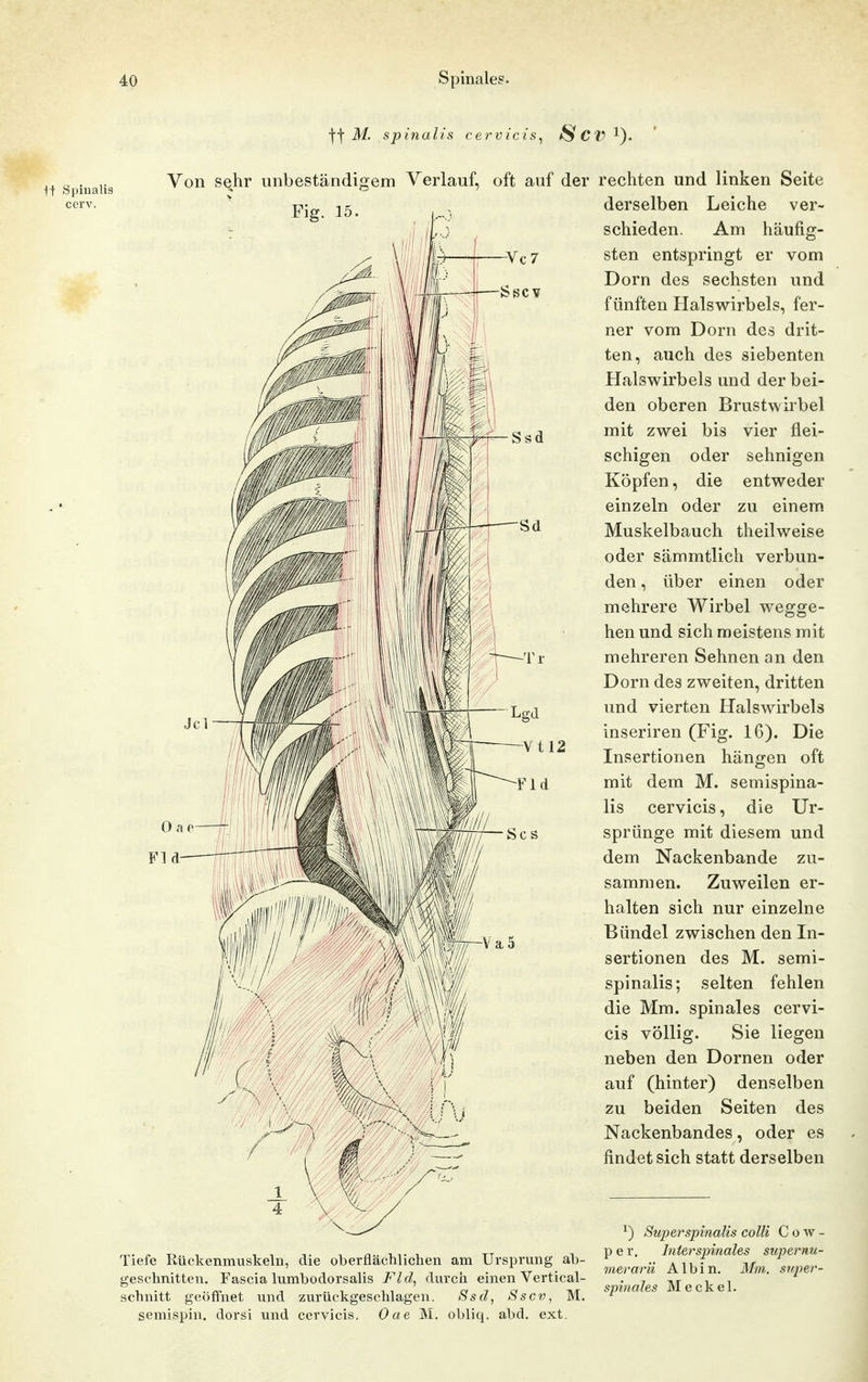 \-\ M. spinalis cervicis^ SCV^}. 1t Spiualis cerv. Von s^hr unbeständigem Verlauf, oft auf der Fig. 15. , I)!' IM ! , iff Fl rechten und linken Seite derselben Leiche ver- schieden. Am häufig- sten entspringt er vom Dorn des sechsten und fünften Halswirbels, fer- ner vom Dorn des drit- ten, auch des siebenten Halswirbels und der bei- den oberen Brustwirbel mit zwei bis vier flei- schigen oder sehnigen Köpfen, die entweder einzeln oder zu einem Muskelbauch theilweise oder sämmtlich verbun- den , über einen oder mehrere Wirbel wegge- hen und sich meistens mit mehreren Sehnen an den Dorn des zweiten, dritten und vierten Halswirbels inseriren (Fig. 16). Die Insertionen hängen oft mit dem M. semispina- lis cervicis, die Ur- sprünge mit diesem und dem Nackenbande zu- sammen. Zuweilen er- halten sich nur einzelne Bündel zwischen den In- sertionen des M. semi- spinalis; selten fehlen die Mm. spinales cervi- cis völlig. Sie liegen neben den Dornen oder auf (hinter) denselben zu beiden Seiten des Nackenbandes, oder es findet sich statt derselben Tiefe Rückenmuskeln, die oberflächlichen am Ursprung ab- geschnitten. Fascia lumbodorsalis Fld, durch einen Vertical- schnitt geöffnet und zurückgesclilagen, Ssd, Sscv, M. semispin. dorsi und cervicis. Oae M. obliq. abd. ext. ^) Superspinalis colli C o w - p e r, Intersinnales stipernu- merarii Alb in. Ilm. sii.per- spinales Meckel.