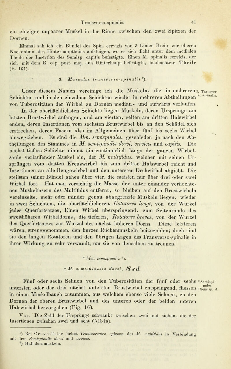 ein einziger unpaarer Muskel in der Rinne zwischen den zwei Spitzen der Dornen. Einmal sah ich ein Bündel des Spin, cervicis von 3 Linien Breite zur oberen Nackenlinie des flinterhauptbeins aufsteigen, wo es sich dicht unter dem medialen Theile der Insertion des Semisp. capitis befestigte. Einen M. spinalis cervicis, der sich mit dem R. cap. post. maj. ans Hinterhaupt befestigte, beobachtete Theile (S. 167). 3. Musculus transverso-spinalis^). Unter diesem Namen vereinige ich die Muskeln, die in mehreren3. Transver- Schichten und in den einzelnen Schichten wieder in mehreren Abtheilungen ''^'i'''''''''- von Tuberositäten der Wirbel zu Dornen median- und aufwärts verlaufen. In der oberflächlichsten Schichte liegen Muskeln, deren Ursprünge am letzten Brustwirbel anfangen, und am vierten, selten am dritten Halswirbel enden, deren Insertionen vom sechsten Brustwirbel bis an den Schädel sich erstrecken, deren Fasern also im Allgemeinen über fünf bis sechs Wirbel hinwegziehen. Es sind die Mm. semispinales^ geschieden je nach den Ab- theilungen des Stammes in M. semispmalis dorsi, cervicis und capitis. Die nächst tiefere Schichte nimmt ein continuirlich längs der ganzen Wirbel- säule verlaufender Muskel ein, der M. multifidus., welcher mit seinen Ur- - Sprüngen vom dritten Kreuzwirbel bis zum dritten Halswirbel reicht und Insertionen an alle Beugewirbel und den untersten Drehwirbel abgiebt. Die steilsten seiner Bündel gehen über vier, die meisten nur über drei oder zwei Wirbel fort. Hat man vorsichtig die Masse der unter einander verflochte- nen Muskelfasern des Multifidus entfernt, so bleiben auf den Brustwirbeln vereinzelte, mehr oder minder genau abgegrenzte Muskeln liegen, wieder in zwei Schichten, die oberflächlicheren, Rotatores longi., von der Wurzel jedes Querfortsatzes, Einen Wirbel überspringend, zum Seitenrande des zweithöheren Wirbeldorns, die tieferen, Rotatores breves^ von der Wurzel des Querfortsatzes zur Wurzel des nächst höheren Dorns. Diese letzteren wären, strenggenommen, den kurzen Rückenmuskeln beizuzählen; doch sind sie den langen Rotatoren und den übrigen Lagen des Transverso-spinalis in ihrer Wirkung zu sehr verwandt, um sie von denselben zu trennen. * Mm. semispinales '^). f M. semispinalis dorsi., S S d. Fünf oder sechs Sehnen von den Tuberositäten der fünf oder sechs *semispi- untersten oder der drei nächst untersten Brustwirbel entspringend, fliesten t semisp. d. in einen Muskelbauch zusammen, aus welchem ebenso viele Sehnen, zu den Dornen der oberen Brustwirbel und des unteren oder der beiden unteren Halswirbel hervorgehen (Fig. 16). Var. Die Zahl der Ursprünge schwankt zwischen zwei und sieben, die der Insertionen zwischen zwei und acht (Alb in). ^) Bei Cruveilhier heisst Transversaire epineux der M. multifidus in Verbindung mit dem Semispinalis dorsi und cervicis. '^) Halbdornmuskeln.