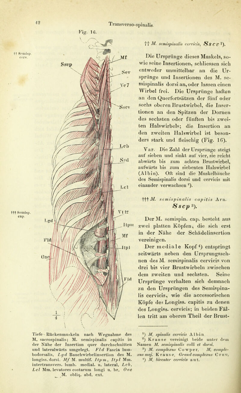 Fi<r. IG. Transverso-spinalis: tt Somisp cerv. ttt Semisp. cap. Oae tt M. semispinalis ctrvicis^ /Ss C V Die Ursprünge dieses Muskels, so- wie seine Insertionen, schliessen sich entweder unmittelbar an die Ur- sprünge und Insertionen des M. se- mispinalis dorsian, oder lassen einen Wirbel frei. Die Ursprünge haften an den Querfortsätzen der fünf oder sechs oberen Brustwirbel, die Inser- tionen an den Spitzen der Dornen des sechsten oder fünften bis zwei- ten Halswirbels; die Insertion an den zweiten Halswirbel ist beson- ders stark und fleischig (Fig. 16). Var. Die Zahl der Ursprünge steigt auf sieben und sinkt auf vier, sie reicht abwärts bis zum achten Brustwirbel, aufwärts bis zum siebenten Halswirbel (Albin). Oft sind die Muskelbäuche des Semispinalis dorsi und cervicis mit einander verwachsen ^). ttl i/. semispinalis capitis Arn. Sscp 3). Der M. semispin. cap. besteht aus zwei platten Köpfen, die sich erst in der Nähe der Schädelinsertion vereinigen. Der mediale Kopf *) entspringt seitwärts neben den Ursprungsseh- nen des M. semispinalis cervicis von drei bis vier Brustwirbeln zwischen dem zweiten und sechsten. Seine Ursprünge verhalten sich demnach zu den Ursprüngen des Semispina- lis cervicis, wie die accessorischen Köpfe des Longiss. capitis zu denen des Longiss. cervicis; in beiden Fäl- len tritt am oberen Theil der Brust- Tiefe . Rückenmuskeln nach Wegnahme des M. sacrospinalis; M. semispinalis capitis in der Nähe der Insertion quer durchschnitten und lateralwärts umgelegt, Fld Fascia lum- bodorsalis. Lgd Bauchwirbelinsertion des M. longiss. dorsi. Mf M. multif. Itpm, Itpl Mm. intertransvers. lumb. medial, u. lateral. Lch, Lei Mm. levatores costarum longi u, br. Oae M. obliq. abd. ext. ^) M. spinalis cervicis Albin ^) Krause vereinigt beide unter doui Namen M. semispinalis colli et dorsi. ^) M. complexus Cowper. M. comple- xusmqj. Krause. Grand complexus Cruv. M. biventer cervicis aut.