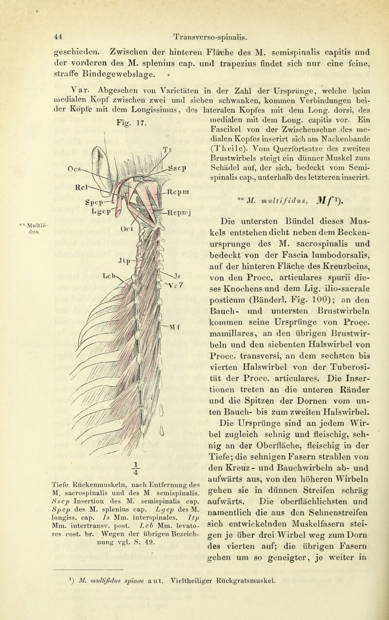 Multin- (lus. 44 Transvcrso-spinalis. geschieden. Zwischen der hinteren Fläx)he des M. semispinalis capitis und der vorderen des M. splenius cap. und trapezius findet sich nur eine feine, straffe Bindegewebslage. Var. Abgesehen von Varietäten in der Zahl der Ursprünge, welche beim medialen Kopf zwischen zwei und sieben schwanken, kommen Verbindungen bei- der Köpfe mit dem Longissimus, des lateralen Kopfes mit dem Long, dorsi, des medialen mit dem Long, capitis vor. Ein Fascikel von der Zwischensehne des me- dialen Kopfes inserirt sich am Nackenbande (Theile). Vom Queribrtsatze des zweiten Brustwirbels steigt ein dünner Muskel zum Schädel auf, der sich, bedeckt vom Semi- spinalis cap., unterhalb des letzteren inserirt. Oes Rcpmj Tiefe RückemTiuskeln, nach Entfernung des M. sacrospinalis und des M. semispinalis. Sscp Insertion des M. . semispinalis cap. Spcp des M. splenius cap. Lgcp des M. longiss. cap. Is Mm. interspinales. It2) Mm. intertransv. post. Leb Mm. levato- res cost. br. Wegen der übrigen Bezeich- nung vgl. S. 49. **M. multifidus, Mf^). Die untersten Bündel dieses Mus- kels entstehen dicht neben dem Becken- ursprunge des M. sacrospinalis und bedeckt von der Fascia lumbodorsalis, auf der hinteren Fläche des Kreuzbeins, von den Procc. articulares spurii die- ses Knochens und dem Lig. ilio-sacrale posticum (Bänderl. Fig. 100); an den Bauch- und untersten Brustwirbeln kommen seine Ursprünge von Procc. mamillares, an den übrigen Brustwir- beln und den siebenten Halswirbel von Procc. transversi, an dem sechsten bis vierten Halswirbel von der Tuberosi- tät der Procc. articulares. Die Inser- tionen treten an die unteren Ränder und die Spitzen der Dornen vom un- ten Bauch- bis zum zweiten Halswirbel. Die Ursprünge sind an jedem Wir- bel zugleich sehnig und fleischig, seh- nig an der Oberfläche, fleischig in der Tiefe; die sehnigen Fasern strahlen von den Kreuz - und Bauchwirbeln ab- und aufwärts aus, von den höheren Wirbeln gehen sie in dünnen Streifen schräg aufwärts. Die oberflächlichsten und namentlich die aus den Sehnenstreifen sich entwickelnden Muskelfasern stei- gen je über drei Wirbel weg zum Dorn des vierten auf; die übrigen Fasern gehen um so geneigter, je weiter in ^) M. muUifidus Spinae aut. Vieltheiliger Rückgratsmuskel.