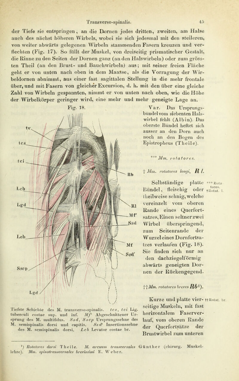 der Tiefe sie entspringen, an die Dörnen jedes dritten, zweiten, am Halse anch des nächst höheren Wirbels, wobei sie sich jedesmal mit den steileren, von weiter abwärts gelegenen Wirbeln stammenden Fasern kreuzen und ver- flechten (Fig. 17). So füllt der Muskel, von dreiseitig prismatischer Gestalt, die Rinne zu den Seiten der Dornen ganz (an den Halswirbeln) oder zum gröss- ten Theil (an den Brust- und Bauchwirbeln) aus; mit seiner freien Fläche geht er von unten nach oben in dem Maasse, als die Vorragung der Wir- beldornen abnimmt, aus einer fast sagittalen Stellung in die mehr frontale über, und mit P'asern von gleicher Excursion, d. h. mit den über eine gleiche Zahl von Wirbeln gespannten, nimmt er von unten nach oben, wie die Höhe der Wirbelkörper geringer wird, eine mehr und mehr geneigte Lage an. Fig. 18. Var. Das Ursprungs- bündel vom siebenten Hals- wirbel fehlt (Albin). Das oberste Bündel heftet sich ausser an den Dorn auch noch an den Bogen des Epistropheus (Theile). *'*'^ Mm. rotatores. t 3Iin. rotatores longi^ R l. Selbständige platte *«Kota Bündel, fleischig oder ^ifotat'.'i. theilweise sehnig, welche vereinzelt vom oberen Rande eines Querfort- satzes, Einen seltner zwei Wirbel überspringend, zum Seitenrande der Wurzeleines Dornfortsa- tzes verlaufen (Fig. 18). Sie finden sich nur an den dachziegelförmig abwärts geneigten Dor- nen der Rückengegend. ^-\Mm. rotatores hreves ftb^^. Kurze und platte vier- tfi^otat. br. seitige Muskeln, mit fast horizontalem Faserver- Tiefste Scbiclite des M. transverso-spinalis. tcs, tci Lig tuberculi costae sup. und inf. Mf' Abgeschnittener Ur- sprung des M. multifidus. Ssd, Sscp Ursprungssehne des lauf, VOm oberen Rande M. semispinalis dorsi und capitis. 8s d' Insertionssehne des M. semispinalis dorsi, Lch Levator costae br. Brustwirbel zum unteren der Querfortsätze der ^) Rotatores dorsi Theile. M. arcuum transversales Günther (chirurg. Muskel- lehre). Mm. spinotransversales hrevissimi E. Weber.