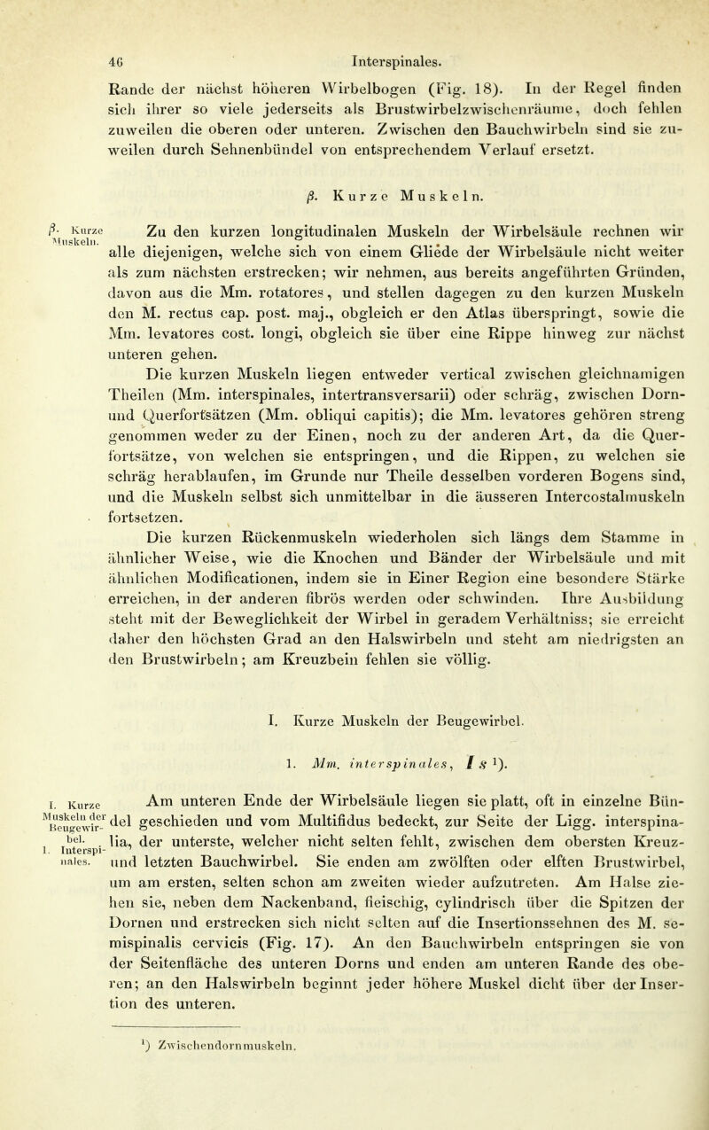 4G Interspinales. Rande der nächst höheren VVirbelbogen (Fig. 18). In der Regel finden sich ihrer so viele jederseits als Brustwirbelzwischenräunie, doch fehlen zuweilen die oberen oder unteren. Zwischen den Bauchwirbeln sind sie zu- weilen durch Sehnenbündel von entsprechendem Verlauf ersetzt. ß. Kurze Muskeln. ß- Kurze Zu den kurzen longitudinalen Muskeln der Wirbelsäule rechnen wir i^Iiiskeln. ... 7 alle diejenigen, welche sich von einem Gliede der Wirbelsäule nicht weiter als zum nächsten erstrecken; wir nehmen, aus bereits angeführten Gründen, davon aus die Mm. rotatores, und stellen dagegen zu den kurzen Muskeln den M. rectus cap. post. maj., obgleich er den Atlas überspringt, sowie die Mm. levatores cost. longi, obgleich sie über eine Rippe hinweg zur nächst unteren gehen. Die kurzen Muskeln liegen entweder vertical zwischen gleichnamigen Theilen (Mm. interspinales, intertransversarii) oder schräg, zwischen Dorn- und Querfortsätzen (Mm. obliqui capitis); die Mm. levatores gehören streng genommen weder zu der Einen, noch zu der anderen Art, da die Quer- fortsätze, von welchen sie entspringen, und die Rippen, zu welchen sie schräg herablaufen, im Grunde nur Theile desselben vorderen Bogens sind, und die Muskeln selbst sich unmittelbar in die äusseren Intercostalmuskeln • fortsetzen. Die kurzen Rückenmuskeln wiederholen sich längs dem Stamme in ähnlicher Weise, wie die Knochen und Bänder der Wirbelsäule und mit ähnlichen Modificationen, indem sie in Einer Region eine besondere Stärke erreichen, in der anderen fibrös werden oder schwinden. Ihre Ausbildung steht mit der Beweglichkeit der Wirbel in geradem Verhältniss; sie erreicht daher den höchsten Grad an den Halswirbeln und steht am niedrigsten an den Brustwirbeln; am Kreuzbein fehlen sie völlig. I, Kurze Muskeln der Beugewirbcl. 1. Mm, interspinales, / .S* ^). I. Kurze -Am unteren Ende der Wirbelsäule liegen sie platt, oft in einzelne Bün- KouKewir- geschieden und vom Multifidus bedeckt, zur Seite der Ligg. interspina- ^bp'- . lia, der unterste, welcher nicht selten fehlt, zwischen dem obersten Kreuz- . Interspi- ' , ^ naies. und letzten Bauchwirbel. Sie enden am zwölften oder elften Brustwirbel, um am ersten, selten schon am zweiten wieder aufzutreten. Am Halse zie- hen sie, neben dem Nackenband, fleischig, cylindrisch über die Spitzen der Dornen und erstrecken sich nicht selten auf die Insertionssehnen des M. se- mispinalis cervicis (Fig. 17). An den Bauchwirbeln entspringen sie von der Seitenfläche des unteren Dorns und enden am unteren Rande des obe- ren; an den Halswirbeln beginnt jeder höhere Muskel dicht über der Inser- tion des unteren. ^) Zwischendornniuskeln.