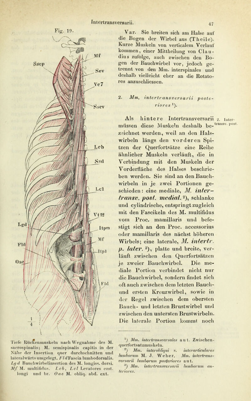 Intertransversarii. Sscv [tpra Oae Tiefe Rückenmuskeln nach Wegnahme des M. sacrospinalis; M. semispinalis capitis in der Nähe der Insertion quer durchschnitten und lateralwärts umgelegt. Fld¥a.scia lumbodorsalis. Lg d Banchwirbelinsertion des M. longiss. dorsi. M/M. multifidus. Leb, Lei Levatores cost. longi und br. Oae M. obliq. abd. ext. 47 Var. Sie breiten sich am Halse auf die Bogen der Wirbel aus (T heile). Kurze Muskeln von verticalem Verlaul' kommen, einer Mittheilung von Clau- dius zufolge, auch zwischen den Bo- gen der Bauchwirbel vor, jedoch ge- trennt von den Mm. interspinales und deshalb vielleicht eher an die Rotato- res anzuschliessen. Mm. intertr ansversarii riores posti Als hintere Intertransversarii 2. lutcr- miissen diese Muskeln deshalb be-*^''''i^^'' zeichnet w^erden, weil an den Hals- wirbeln längs den vorderen Spi- tzen der Querfortsätze eine Reihe ähnlicher Muskeln verläuft, die in Verbindung mit den Muskeln der Vorderfläche des Halses beschrie- ben werden. Sie sind an den Bauch- wirbeln in je zwei Portionen ge- schieden : eine mediale, M. inter- transv. posL medial. 2), schlanke und cylindrische, entspringt zugleich mit den Fascikeln des M. multifidus vom Proc. mamillaris und befe- stigt sich an den Proc. accessorius oder mamillaris des nächst höheren Wirbels; eine laterale, M. inlertr. p. later. 3), platte und breite, ver- läuft zwischen den Querfortsätzen je zweier Bauchwirbel. Die me- diale Portion verbindet nicht nur die Bauchwirbel, sondern findet sich oft auch zwischen dem letzten Bauch- und ersten Kreuzwirbel, sowie in der Regel zwischen dem obersten Bauch- und letzten Brustwirbel und zwischen den untersten Brustwirbeln. Die laterale Portion kommt noch ^) Mm. intertransversahs aut. Zwischen- querfortsatzmuskeln. ^) Mm. intei'obliqui s. inierarticulares lumborum M. J. Weber. Mm. intertrans- versarii lumborum posteriores aut. ^) Mm. intertransversarii lumborum an- teriores.