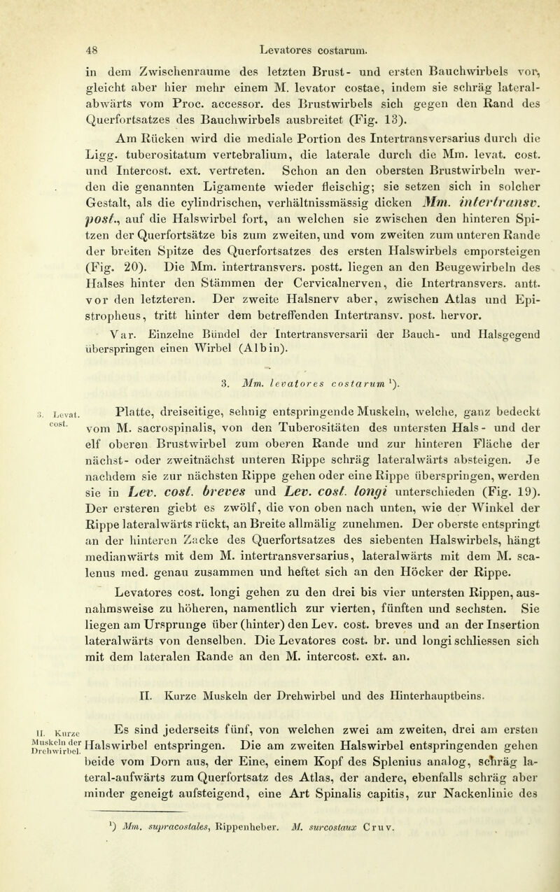 in dem Zwischenräume des letzten Brust- und ersten Bauchwirbels vor, gleicht aber hier mehr einem M. levator costae, indem sie schräg latcral- abwärts vom Proc. accessor. des Brustwirbels sich gegen den Rand des Querfortsatzes des Bauchwirbels ausbreitet (Fig. 13). Am Rücken wird die mediale Portion des Intertransversarius durch die Ligg. tuberositatum vertebralium, die laterale durch die Mm. levat. cost. und Intercost. ext. vertreten. Schon an den obersten Brustwirbeln wer- den die genannten Ligamente wieder fleischig; sie setzen sich in solcher Gestalt, als die cylindrischen, verhältnissmässig dicken Mm. intertransv. posi.^ auf die Halswirbel fort, an welchen sie zwischen den hinteren Spi- tzen der Querfortsätze bis zum zweiten, und vom zweiten zum unteren Rande der breiten Spitze des Querfortsatzes des ersten Halswirbels emporsteigen (Fig. 20). Die Mm. intertransvers. postt. liegen an den Beugewirbeln des Halses hinter den Stämmen der Cervicalnerven, die Intertransvers. antt. vor den letzteren. Der zweite Halsnerv aber, zwischen Atlas und Epi- stropheus, tritt hinter dem betreffenden Intertransv. post. hervor. Var. Einzelne Bündel der Intertransversarii der Bauch- und Halsgegend überspringen einen Wirbel (Albin). 3. Mm. levatores costarum^). 3. Levat. Platte, dreiseitige, sehnig entspringende Muskeln, welche, ganz bedeckt vom M. sacrospinalis, von den Tuberositäten des untersten Hals - und der elf oberen Brustwirbel zum oberen Rande und zur hinteren Fläche der nächst- oder zweitnächst unteren Rippe schräg lateralwärts absteigen. Je nachdem sie zur nächsten Rippe gehen oder eine Rippe überspringen, werden sie in Lev. COSt. bveves und Lev. cost. longi unterschieden (Fig. 19). Der ersteren giebt es zwölf, die von oben nach unten, wie der Winkel der Rippe lateralwärts rückt, an Breite allmälig zunehmen. Der oberste entspringt an der hinteren Zacke des Querfortsatzes des siebenten Halswirbels, hängt medianwärts mit dem M. intertransversarius, lateralwärts mit dem M. sca- lenus med. genau zusammen und heftet sich an den Höcker der Rippe. Levatores cost. longi gehen zu den drei bis vier untersten Rippen, aus- nahmsweise zu höheren, namentlich zur vierten, fünften und sechsten. Sie liegen am Ursprünge über (hinter) den Lev. cost. breves und an der Insertion lateralwärts von denselben. Die Levatores cost. br. und longi schliessen sich mit dem lateralen Rande an den M. intercost. ext. an. II. Kurze Muskeln der Drehwirbel und des Hinterhauptbeins. II. Kurze Es siud jederscits fünf, von welchen zwei am zweiten, drei am ersten D^e^wirbeT^^^^^^^^®^ entspringen. Die am zweiten Halswirbel entspringenden gehen beide vom Dorn aus, der Eine, einem Kopf des Splenius analog, scliräg la- teral-aufwärts zum Querfortsatz des Atlas, der andere, ebenfalls schräg aber minder geneigt aufsteigend, eine Art Spinalis capitis, zur Nackenlinie des ^) Mm. supracostahs, Rippenheber. M. surcostaux Cruv.