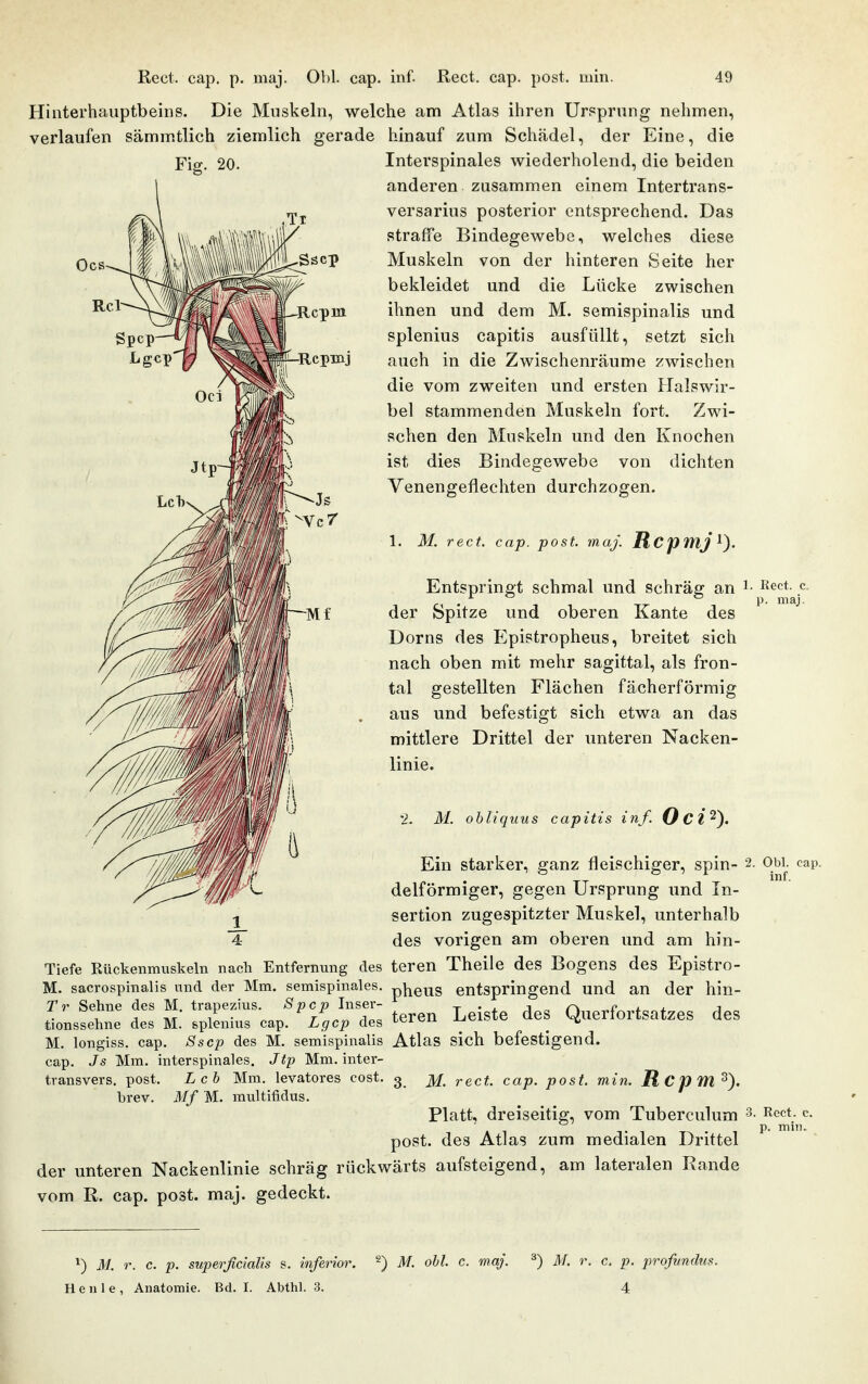 Hinterhauptbeins. Die Muskeln, welche am Atlas ihren Ursprung nehmen, verlaufen sämmtlich ziemlich gerade hinauf zum Schädel, der Eine, die Fig. 20. Rc]pm Rcpmj Interspinales wiederholend, die beiden anderen zusammen einem Intertrans- versarius posterior entsprechend. Das straffe Bindegewebe, welches diese Muskeln von der hinteren Seite her bekleidet und die Lücke zwischen ihnen und dem M. semispinalis und splenius capitis ausfüllt, setzt sich auch in die Zwischenräume zwischen die vom zweiten und ersten Halswir- bel stammenden Muskeln fort. Zwi- schen den Muskeln und den Knochen ist dies Bindegewebe von dichten Venengeflechten durchzogen. 1. M. rect. cap. post. maj. RcpWlJ Entspringt schmal und schräg an ^■ der Spitze und oberen Kante des Dorns des Epistropheus, breitet sich nach oben mit mehr sagittal, als fron- tal gestellten Flächen fächerförmig aus und befestigt sich etwa an das mittlere Drittel der unteren Nacken- linie. '2. M. ohliquus capitis inf. Oci^). Ein starker, ganz fleischiger, spin- 2. delförmiger, gegen Ursprung und In- sertion zugespitzter Muskel, unterhalb des vorigen am oberen und am hin- Tiefe Rückenmuskeln nach Entfernung des teren Theiie des Bogens des Epistro- M. sacrospinalis und der Mm. semispinales. p}^eus entspringend und an der hin- Tr Sehne des M. trapezius. Spcp Inser- t • j. a r, r\ *■ 4. j r, A AT 1 • ^„ T rloo tcrcu Lcistc dcs üueriortsatzes des tionssehne des M. splenius cap. Lgcp des ^'^'^^'^'^ ^ ^ M. longiss. cap. Sscp des M. semispinalis Atlas sich befestigend, cap. Js Mm. interspinales. Jtp Mm. inter- transvers. post. Lch Mm. levatores cost. 3 M. rect. cap. post. min. R C p M brev. Mf M. multifidus. Platt, dreiseitig, vom Tuberculum  post. des Atlas zum medialen Drittel der unteren Nackenlinie schräg rückwärts aufsteigend, am lateralen Rande vom R. cap. post. maj. gedeckt. Kect. c p. maj. Obl. cap. inf. , Rect. c, p. mii). 1) M. r. c. p. superßctalis s. inferior. ^) M. obl. c. maj. ^) M. r. c. p. profundus. Heule, Anatomie. Bd. I. Abthl. 3. 4