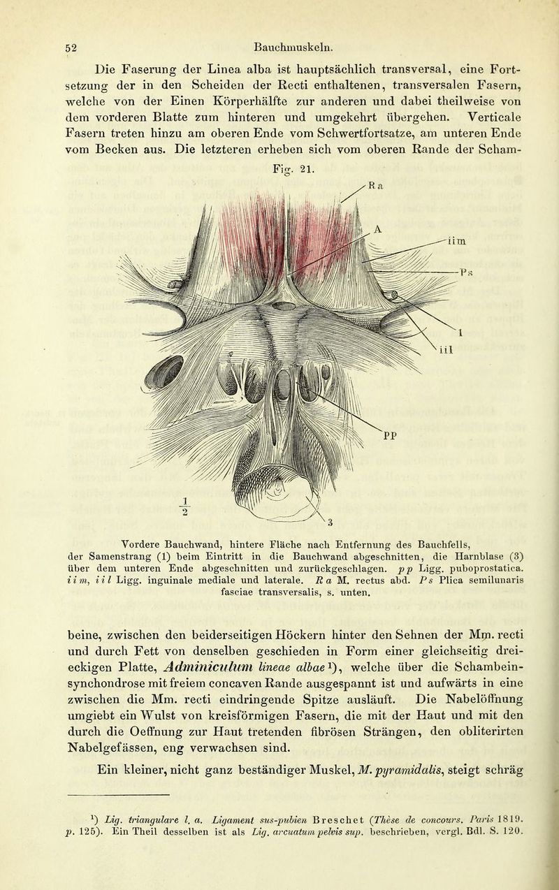 Die Faserung der Linea alba ist hauptsächlich transversal, eine Fort- setzung der in den Scheiden der Recti enthaltenen, transversalen Fasern, welche von der Einen Körperhälfte zur anderen und dabei theilweise von dem vorderen Blatte zum hinteren und umgekehrt übergehen. Verticale Fasern treten hinzu am oberen Ende vom Schwertfortsatze, am unteren Ende vom Becken aus. Die letzteren erheben sich vom oberen Rande der Scham- Fig. 21. Vordere Bauchwand, hintere Fläche nach Entfernung des Bauchfells, der Samenstrang (1) beim Eintritt in die Bauchwand abgeschnitten, die Harnblase (3) über dem unteren Ende abgeschnitten und zurückgeschlagen, pp Ligg. puboprostatica. Um, iil Ligg. inguinale mediale und laterale. R a M.. rectus abd. Ps Plica semilunaris fasciae transversalis, s. unten. beine, zwischen den beiderseitigen Höckern hinter den Sehnen der Mm. recti und durch Fett von denselben geschieden in Form einer gleichseitig drei- eckigen Platte, Ädminiculum lineae albae^)^ welche über die Schambein- synchondrose mit freiem concaven Rande ausgespannt ist und aufwärts in eine zwischen die Mm. recti eindringende Spitze ausläuft. Die Nabelöffhung umgiebt ein Wulst von kreisförmigen Fasern, die mit der Haut und mit den durch die Oeffnung zur Haut tretenden fibrösen Strängen, den obliterirten Nabelgefässen, eng verwachsen sind. Ein kleiner, nicht ganz beständiger Muskel, M. pyramidalis^ steigt schräg ^) Lig. trianguläre l, a. Ligament sus-puhien Breschet (These de concours, Paris 1819. p. 125). Ein Theil desselben ist als Lig, arcuatuin pelvis sup. beschrieben, vergl. Bdl. S. 120.
