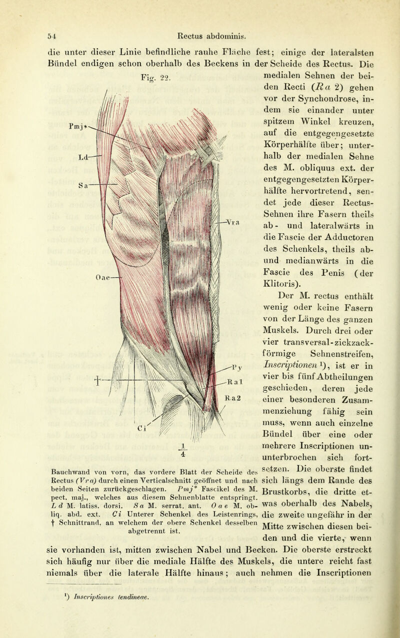 die unter dieser Linie befindliche rauhe Flache fest; einige der lateralsten Bündel endigen schon oberhalb des Beckens in der Scheide des Rectus. Die Ficr. 22. medialen Sehnen der bei- den Recti {Ra 2) gehen vor der Synchondrose, in- dem sie einander unter spitzem Winkel kreuzen, auf die entgegengesetzte Körperhälfte über; unter- halb der medialen Sehne des M. obliquus ext. der entgegengesetzten Körper- hälfte hervortretend, sen- det jede dieser Rectus- Sehnen ihre Fasern theils ab - und lateralwärts in die Fascie der Adductoren des Schenkels, theils ab- und medianwärts in die Fascie des Penis (der Klitoris). Der M. rectus enthält wenig oder keine Fasern von der Länge des ganzen Muskels. Durch drei oder vier transversal-zickzack- förmige Sehnenstreifen, Inscriptionen i), ist er in vier bis fünf Abtheilungen geschieden, deren jede einer besonderen Zusam- menziehung fähig sein muss, wenn auch einzelne Bündel über eine oder mehrere Inscriptionen un- ^ unterbrochen sich fort- Bauchwand von vorn, das vordere Blatt der Scheide det^ setzen. Die oberste findet Rectus (Fr oj durch einen Verticalsclinitt geöffnet und nach sich längs dem Rande des beiden Seiten zurückgeschlagen. Pmj* Fascikel des M. ßrustkorbs die dritte et- pect. ma]., welches aus diesem Sehnenblatte entspringt. i \i tvt i_ i Ld M. latiss. dorsi. S a M. serrat. ant. 0 a e M. ob- was oberhalb des Nabels, liq. abd, ext. Ci Unterer Schenkel des Leistenrings, die Zweite ungefähr in der t Schnittrand, an welchem der obere Schenkel desselben ^-^^^ zwischen diesen bei- abgetrennt ist. den und die vierte, wenn sie vorhanden ist, mitten zwischen Nabel und Becken. Die oberste erstreckt sich häufig nur über die mediale Hälfte des Muskels, die untere reicht fast niemals über die laterale Hälfte hinaus; auch nehmen die Inscriptionen *) Inscriptiones iendineae.