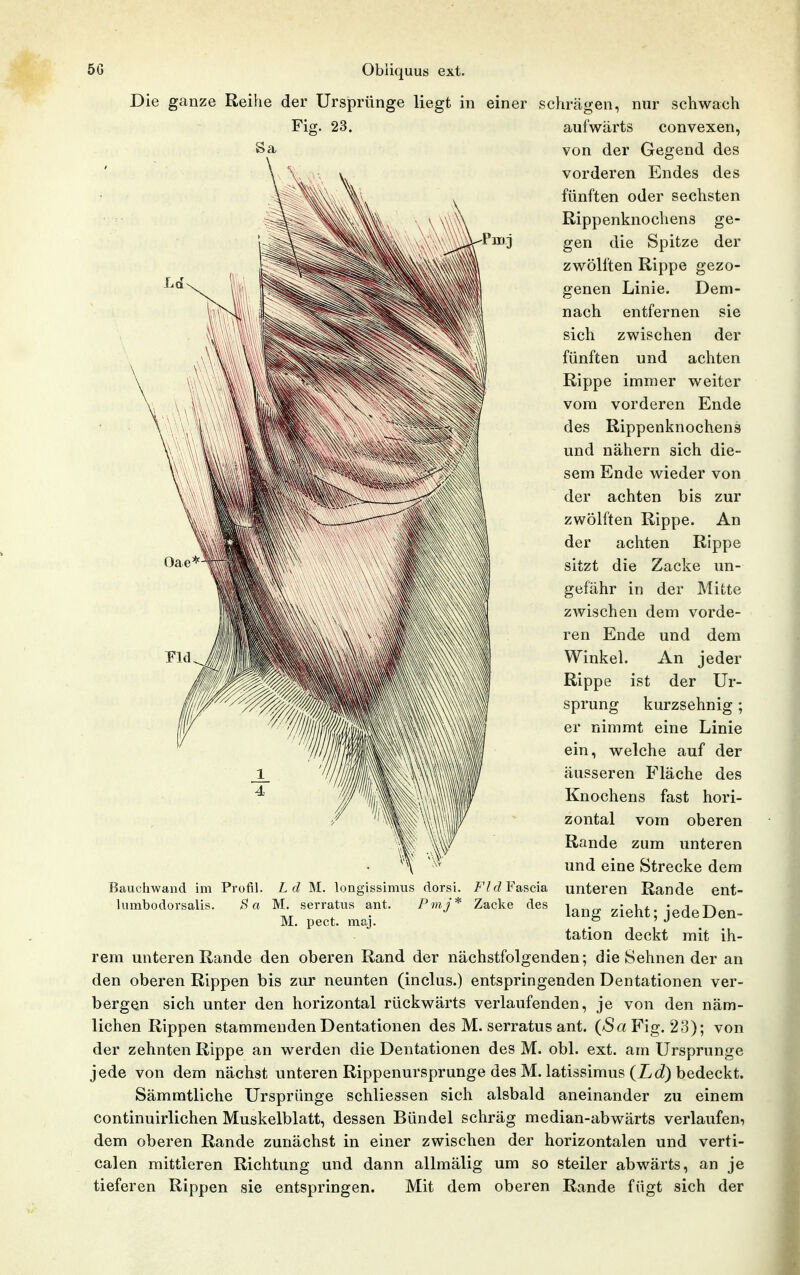 Die ganze Reihe der Ursprünge liegt in einer schrägen, nur schwach aufwärts convexen, von der Gegend des vorderen Endes des fünften oder sechsten Rippenknochens ge- gen die Spitze der zwölften Rippe gezo- genen Linie. Dem- nach entfernen sie sich zwischen der fünften und achten Rippe immer weiter vom vorderen Ende des Rippenknochens und nähern sich die- sem Ende wieder von der achten bis zur zwölften Rippe. An der achten Rippe sitzt die Zacke un- gefähr in der Mitte zwischen dem vorde- ren Ende und dem Winkel. An jeder Rippe ist der Ur- sprung kurzsehnig ; er nimmt eine Linie ein, welche auf der äusseren Fläche des Knochens fast hori- zontal vom oberen Rande zum unteren und eine Strecke dem unteren Rande ent- lang zieht; jedeDen- tation deckt mit ih- ßauchwand im Profil, himbodorsalis. B a L d M. longissimus dorsi. M. serratus ant. P m j * M. pect. maj. Fld Fascia Zacke des den oberen Rippen bis zur neunten (inclus.) entspringenden Dentationen ver- bergen sich unter den horizontal rückwärts verlaufenden, je von den näm- lichen Rippen stammenden Dentationen des M. serratus ant. (ASaFig. 23); von der zehnten Rippe an werden die Dentationen des M. obl. ext. am Ursprünge jede von dem nächst unteren Rippenursprunge des M. latissimus (ic?) bedeckt. Sämratliche Ursprünge schliessen sich alsbald aneinander zu einem continuirlichen Muskelblatt, dessen Bündel schräg median-abwärts verlaufen, dem oberen Rande zunächst in einer zwischen der horizontalen und verti- calen mittleren Richtung und dann allmälig um so steiler abwärts, an je tieferen Rippen sie entspringen. Mit dem oberen Rande fügt sich der