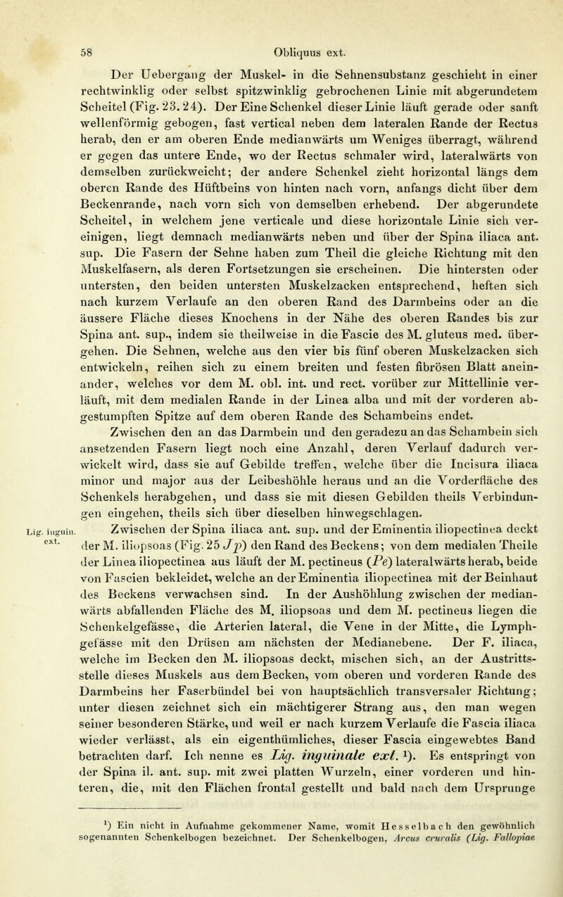 Der Uebergang der Muskel- in die Sehnensubstanz geschieht in einer rechtwinklig oder selbst spitzwinklig gebrochenen Linie mit abgerundetem Scheitel (Fig. 23. 24). Der Eine Schenkel dieser Linie läuft gerade oder sanft wellenförmig gebogen, fast vertical neben dem lateralen Rande der Rectus herab, den er am oberen Ende medianwärts um Weniges überragt, während er gegen das untere Ende, wo der Rectus schmaler wird, lateralwärts von demselben zurückweicht; der andere Schenkel zieht horizontal längs dem oberen Rande des Hüftbeins von hinten nach vorn, anfangs dicht über dem Beckenrande, nach vorn sich von demselben erhebend. Der abgerundete Scheitel, in welchem jene verticale und diese horizontale Linie sich ver- einigen, liegt demnach medianwärts neben und über der Spina iliaca ant. sup. Die Fasern der Sehne haben zum Theil die gleiche Richtung mit den Muskelfasern, als deren Fortsetzungen sie erscheinen. Die hintersten oder untersten, den beiden untersten Muskelzacken entsprechend, heften sich nach kurzem Verlaufe an den oberen Rand des Darmbeins oder an die äussere Fläche dieses Knochens in der Nähe des oberen Randes bis zur Spina ant. sup., indem sie theilweise in die Fascie des M. gluteus med. über- gehen. Die Sehnen, welche aus den vier bis fünf oberen Muskelzacken sich entwickeln, reihen sich zu einem breiten und festen fibrösen Blatt anein- ander, welches vor dem M. obl. int. und rect. vorüber zur Mittellinie ver- läuft, mit dem medialen Rande in der Linea alba und mit der vorderen ab- gestumpften Spitze auf dem oberen Rande des Schambeins endet. Zwischen den an das Darmbein und den geradezu an das Schambein sich ansetzenden Fasern liegt noch eine Anzahl, deren Verlauf dadurch ver- wickelt wird, dass sie auf Gebilde treffen, welche über die Incisura iliaca minor und major aus der Leibeshöhle heraus und an die Vorderfläche des Schenkels herabgehen, und dass sie mit diesen Gebilden theils Verbindun- gen eingehen, theils sich über dieselben hinwegschlagen. Zwischen der Spina iliaca ant. sup. und der Eminentia iliopectinea deckt der M. iliopsoas (Fig. 2b Jp) den Rand des Beckens; von dem medialen Theile der Linea iliopectinea aus läuft der M. pectineus (Pe) lateralwärts herab, beide von Fascien bekleidet, welche an der Eminentia iliopectinea mit der Beinhaut des Beckens verwachsen sind. In der Aushöhlung zwischen der median- wärts abfallenden Fläche des M. iliopsoas und dem M. pectineus liegen die Schenkelgefässe, die Arterien lateral, die Vene in der Mitte, die Lymph- gefässe mit den Drüsen am nächsten der Medianebene. Der F. iliaca, welche im Becken den M. iliopsoas deckt, mischen sich, an der Austritts- stelle dieses Muskels aus dem Becken, vom oberen und vorderen Rande des Darmbeins her Faserbündel bei von hauptsächlich transversaler Richtung; unter diesen zeichnet sich ein mächtigerer Strang aus, den man wegen seiner besonderen Stärke, und weil er nach kurzem Verlaufe die Fascia iliaca wieder verlässt, als ein eigenthümliches, dieser Fascia eingewebtes Band betrachten darf. Ich nenne es Lig. inguinale ext. i). Es entspringt von der Spina il. ant. sup. mit zwei platten Wurzeln, einer vorderen und hin- teren, die, mit den Flächen frontal gestellt und bald nach dem Ursprünge ^) Ein nicht in Aufnahme gekommener Name, womit Hesselbach den gewöhnlich sogenannten Schenkelbogen bezeichnet. Der Schenkelbogen, Arcus cruralis (Lig. Fallopiae