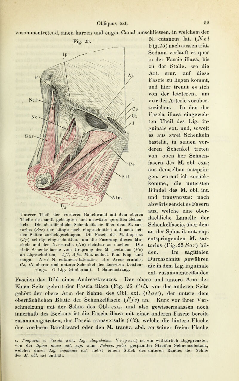 Sai- zusammentretend, einen kurzen und engen Canal umschliessen, in welchem der 25 cutaneus lat. (^Ncl Fig.25) nach aussen tritt. Sodann verläuft es quer in der Fascia iliaca, bis zu der Stelle, wo die Art. crur. auf diese Fascie zu liegen kommt, und hier trennt es sich von der letzteren, um vor der Arterie vorüber- zuziehen. In den der Fascia iliaca eingeweb- ten Theil des Lig. in- guinale ext. und, soweit es aus zwei Schenkeln besteht, in seinen vor- deren Schenkel treten von oben her Sehnen- fasern des M. obl. ext.; aus demselben entsprin- gen, worauf ich zurück- komme, die untersten Bündel des M. obl. int. und transversus: nach abwärts sendet es Fasern aus, welche eine ober- flächliche Lamelle der Schenkelfascie, über dem an der Spina il. ant. sup. entspringenden M. sar- torius {Fig.25 Sar) bil- den. Im sagittalen Durchschnitt gewähren die in dem Lig. inguinale Afm Untei'er Theil der vorderen Bauchwand mit dem oberen Theile des sanft gebeugten und auswärts gerollten Schen- kels. Die oberflächliche Schenkelfascie über dem M. sar- torius (iSar) der Länge nach eingeschnitten und nach bei- den Seiten zurückgeschlagen. Die Fascie des M. iliopsoas (Jp) schräg eingeschnitten, um die Faserung dieses Mu- skels und den N. cruralis (iVc) sichtbar zu machen. Die tiefe Schenkelfascie vom Ursprung des M. pectiueus' (Pe) an abgeschnitten. Afl, Afm Mm. adduct. fem. long und magn. N c l N. cutaneus lateralis. A c Arcus cruralis. Cs, Ci oberer und unterer Schenkel des äusseren Leisten- rings. G Lig. Gimbernati. 1 Samenstrang. ext. zusammentreffenden Fascien das Bild eines Andreaskreuzes. Der obere und untere Arm der Einen Seite gehört der Fascia iliaca (Fig. 26 Fil\ von der anderen Seite gehört der obere Arm der Sehne des Obl. ext. (Oa e')^ der untere dem oberflächlichen Blatte der Schenkelfascie {Ffs) an. Kurz vor ihrer Ver- schmelzung mit der Sehne des Obl. ext., und also gewissermaassen noch innerhalb des Beckens ist die Fascia iliaca mit einer anderen Fascie bereits zusammengetreten, der Fascia transversalis {Fi)^ welche die hintere Fläche der vorderen Bauchwand oder den M. transv. abd. an seiner freien Fläche s. Poupartii s. Vesaiii aut. Lig. iliopubicum Velpe au) ist ein willkürlich abgegrenzter, von der Spina iliaca ant. sup. zum Tuherc. puhis gespannter Streifen Sehnensubstanz, welcher unser Lig. inguinale, ext. nebst einem Stück des unteren Randes der Sehne des M. obl. ext enthält.