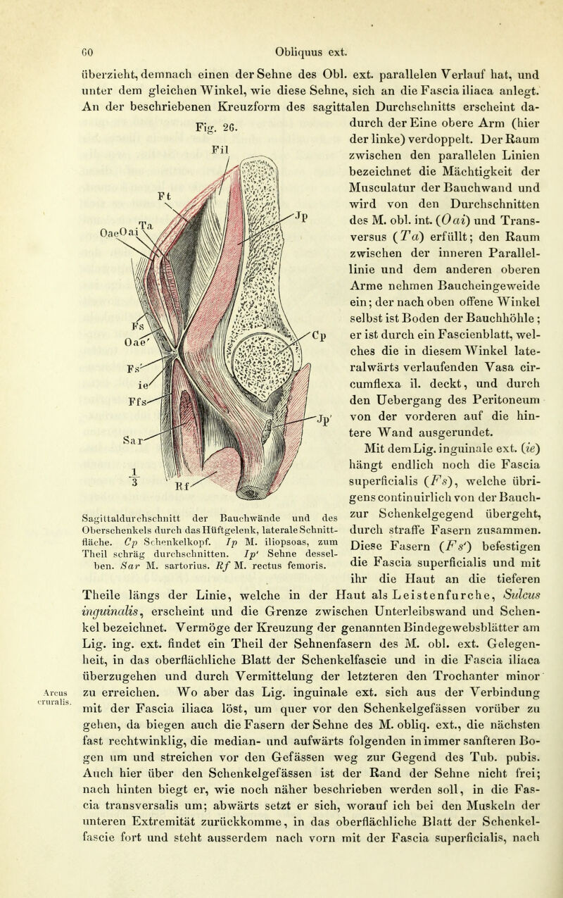 Arcus •niralis. OaeO überzieht, demnach einen der Sehne des Obl. ext. parallelen Verlauf hat, und unter dem gleichen Winkel, wie diese Sehne, sich an die Fascia iliaca anlegt. An der beschriebenen Kreuzform des sagittalen Durchschnitts erscheint da- Y\fr 26. durch der Eine obere Arm (hier der linke) verdoppelt. Der Raum zwischen den parallelen Linien bezeichnet die Mächtigkeit der Musculatur der Bauchwand und wird von den Durchschnitten des M. obl. int. (Oai) und Trans- versus {To) erfüllt; den Raum zwischen der inneren Parallel- linie und dem anderen oberen Arme nehmen Baucheingeweide ein; der nach oben offene Winkel selbst ist Boden der Bauchhöhle ; er ist durch ein Fascienblatt, wel- ches die in diesem Winkel late- ralwärts verlaufenden Vasa cir- cumflexa il. deckt, und durch den üebergang des Peritoneum von der vorderen auf die hin- tere Wand ausgerundet. Mit demLig. inguinale ext, {ie) hängt endlich noch die Fascia superficialis {Fs)^ welche übri- gens continuirlich von der Bauch- zur Schenkelgegend übergeht, durch straffe Fasern zusammen. Diese Fasern (i^s') befestigen die Fascia superficialis und mit ihr die Haut an die tieferen Theile längs der Linie, welche in der Haut als Leisten furche, Sulcus inguinalis^ erscheint und die Grenze zwischen Unterleibswand und Schen- kel bezeichnet. Vermöge der Kreuzung der genannten Bindegewebsblätter am Lig. ing. ext. findet ein Theil der Sehnenfasern des M. obl. ext. Gelegen- heit, in das oberflächliche Blatt der Schenkelfascie und in die Fascia iliaca überzugehen und durch Vermittelung der letzteren den Trochanter minor zu erreichen. Wo aber das Lig. inguinale ext. sich aus der Verbindung mit der Fascia iliaca löst, um quer vor den Schenkelgefässen vorüber zu gehen, da biegen auch die Fasern der Sehne des M. obliq. ext., die nächsten fast rechtwinklig, die median- und aufwärts folgenden in immer sanfteren Bo- gen um und streichen vor den Gefässen weg zur Gegend des Tub. pubis. Auch hier über den Schenkelgefässen ist der Rand der Sehne nicht frei; nach hinten biegt er, wie noch näher beschrieben werden soll, in die Fas- cia transversalis um; abwärts setzt er sich, worauf ich bei den Muskeln der unteren Extremität zurückkomme, in das oberflächliche Blatt der Schenkel- fascie fort und steht ausserdem nach vorn mit der Fascia superficialis, nach Sagittaldurchschnitt der Baucliwände und des Oberschenkels durch das Hüftgelenk, laterale Schnitt- fläche. Cp Schenkelkopf. Tp M. iliopsoas, zum Theil schräg durchschnitten. Ip' Sehne dessel- ben. Sar M. sartorius. Rf M. rectus femoris.
