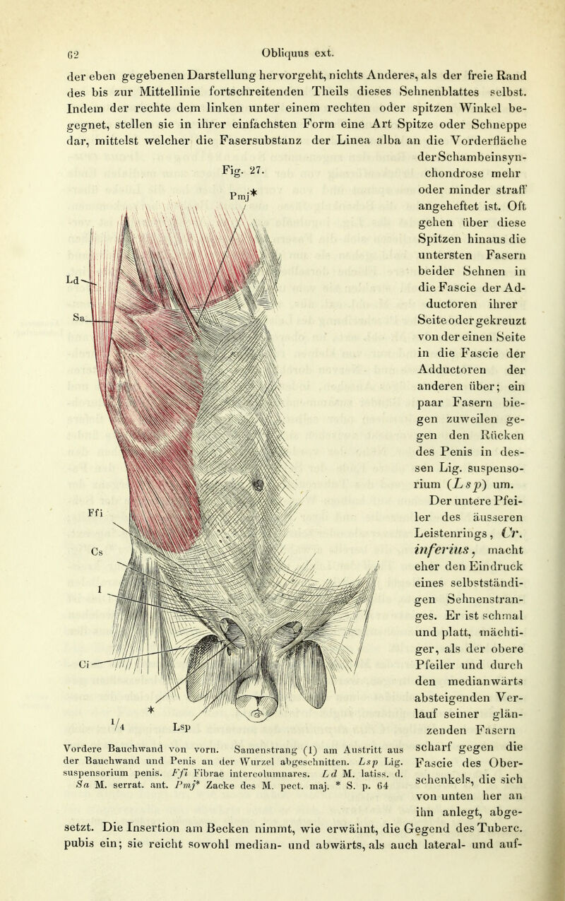 Fi 27. der eben gegebenen Darstellung hervorgeht, nichts Anderes, als der freie Rand des bis zur Mittellinie fortschreitenden Theils dieses Sehnenblattes selbst. Indem der rechte dem linken unter einem rechten oder spitzen Winkel be- dar, mittelst welcher die Fasersubstanz der Linea alba an die Vorderfläche der Schambeinsyn- chondrose mehr oder minder straff angeheftet ist. Oft gehen über diese Spitzen hinaus die untersten Fasern beider Sehnen in dieFascie derAd- ductoren ihrer Seite oder gekreuzt von der einen Seite in die Fascie der Adductoren der anderen über; ein paar Fasern bie- gen zuweilen ge- gen den Rücken des Penis in des- sen Lig. Suspenso- rium (Lsp) um. Der untere Pfei- ler des äusseren Leistenrings, CV, inferms j macht eher den Eindruck eines selbstständi- gen Sehnenstran- ges. Er ist schmal und platt, mächti- ger, als der obere Pfeiler und durch den medianwärt.s absteigenden Ver- lauf seiner glän- zenden Fasern scharf gegen die Fascie des Ober- schenkels, die sich von unten her an ihn anlegt, abge- setzt. Die Insertion am Becken nimmt, wie erwähnt, die Gegend des Tuberc. pubis ein; sie reicht sowohl median- und abwärts, als auch lateral- und auf- Vordere Bauchwand von vorn. Samenstrang (1) am Austritt aus der Bauchwand und Penis an der Wurzel alDgeschnitten. Lsp Lig. Suspensorium penis. Ffi Fibrae intercolumnares. Ld M. latiss. d. Sa M. serrat. ant. Pm/* Zacke des M. pect. maj. * S. p. 64