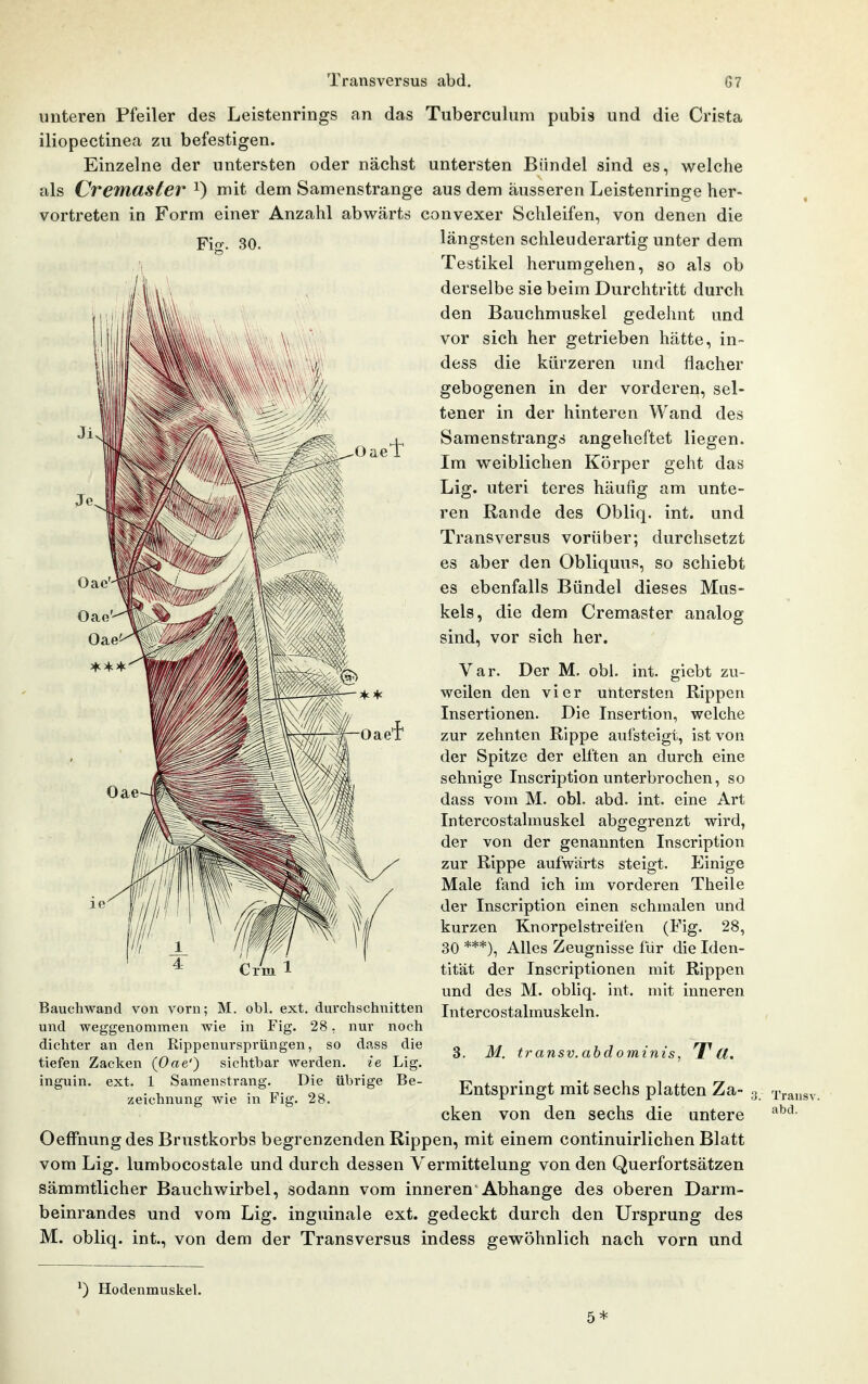 Fi«T. 30. unteren Pfeiler des Leistenrings an das Tuberculiim pubis und die Crista iliopectinea zu befestigen. Einzelne der untersten oder nächst untersten Bündel sind es, welche als Cremaster mit dem Samenstrange aus dem äusseren Leistenringe her- vortreten in Form einer Anzahl abwärts convexer Schleifen, von denen die längsten schleuderartig unter dem Testikel herumgehen, so als ob derselbe sie beim Durchtritt durch den Bauchmuskel gedehnt und vor sich her getrieben hätte, in- dess die kürzeren und flacher gebogenen in der vorderen, sel- tener in der hinteren Wand des Samenstrangs angeheftet liegen. Im weiblichen Körper geht das Lig. uteri teres häufig am unte- ren Rande des Obliq. int. und Transversus vorüber; durchsetzt es aber den Obliquus, so schiebt es ebenfalls Bündel dieses Mus- kels, die dem Cremaster analog sind, vor sich her. Var. Der M. obl. int. giebt zu- weilen den vier untersten Rippen Insertionen. Die Insertion, welche zur zehnten Rippe aufsteigt, ist von der Spitze der elften an durch eine sehnige Inscription unterbrochen, so dass vom M. obl. abd. int. eine Art Intercostalmuskel abgegrenzt wird, der von der genannten Inscription zur Rippe aufwärts steigt. Einige Male fand ich im vorderen Theile der Inscription einen schmalen und kurzen Knorpelstreifen (Fig. 28, 30 ***), Alles Zeugnisse für die Iden- tität der Inscriptionen mit Rippen und des M. obliq. int. mit inneren Intercostalmuskeln. 3. M. transv.abdominis, T U. Bauchwand von vorn; M. obl, ext. durchschnitten und weggenommen wie in Fig. 28, nur noch dichter an den Rippenursprüngen, so dass die tiefen Zacken (Oae') sichtbar werden. ie Lig. inguin. ext. 1 Samenstrang. Die übrige Be- zeichnung wie in Fig. 28. Entspringt mit sechs platten Za- g cken von den sechs die untere OefFnung des Brustkorbs begrenzenden Rippen, mit einem continuirlichen Blatt vom Lig. lumbocostale und durch dessen Vermittelung von den Querfortsätzen sämmtlicher Bauchwirbel, sodann vom inneren Abhänge des oberen Darm- beinrandes und vom Lig. inguinale ext. gedeckt durch den Ursprung des M. obliq. int., von dem der Transversus indess gewöhnlich nach vorn und Trausv. abd. ^) Hodenmuskel. 5*