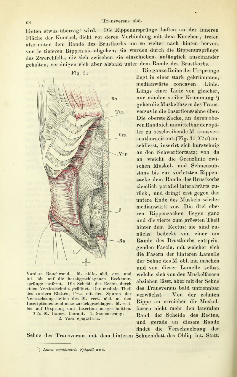 G8 Die Rippenursprünge haften hinten etwas überragt wird. Die Kippenursprünge hatten an der inneren Fläche der Knorpel, dicht vor deren Verbindung mit dem Knochen, treten also unter dem Rande des Brustkorbs um so weiter nach hinten hervor, von je tieferen Rippen sie abgehen; sie werden durch die Rippenursprünge des Zwerchfells, die sich zwischen sie einschieben, anfänglich auseinander gehalten, vereinigen sich aber alsbald unter dem Rande des Brustkorbs. Fig. 31. Vrp Die ganze Reihe der Ursprünge liegt in einer stark gekrümmten, medianwärts concaven Linie. Längs einer Linie von gleicher, nur minder steiler Krümmung i) gehen die Muskelfasern des Trans- versus in die Insertionssehne über. Die oberste Zacke, an deren obe- ren Rand sich unmittelbar der spä- ter zu beschreibende M. transver- sus thoracis ant. (Fig. 31 Tt d) an- schliesst, inserirt sich kurzsehnig an den Schwertfortsatz; von da an weicht die Grenzlinie zwi- schen Muskel- und Sehnensub- stanz bis zur vorletzten Rippen- zacke dem Rande des Brustkorbs ziemlich parallel lateralwärts zu- rück , und dringt erst gegen das untere Ende des Muskels wieder medianwärts vor. Die drei obe- ren Rippenzacken liegen ganz und die vierte zum grössten Theil hinter dem Rectus; sie sind zu- nächst bedeckt von einer am Rande des Brustkorbs entsprin- genden Fascie, mit welcher sich die Fasern der hinteren Lamelle der Sehne des M. obl. int. mischen und von dieser Lamelle selbst, welche sich von den Muskelfasern abziehen lässt, aber mit der Sehne des Transversus bald untrennbar verwächst. Von der zehnten Rippe an erreichen die Muskel- fasern nicht mehr den lateralen Rand der Scheide des Rectus, und gerade an diesem Rande findet die Verschmelzung der Sehne des Transversus mit dem hinteren Sehnenblatt des Obliq. int. Statt. Vordere Bauchwaiid, M. obliq. abd. ext. und int. bis auf die herabgeschlagenen Beckenur- sprünge entfernt. Die Scheide des Kectus durch einen Verticalschnitt geöffnet. Der mediale Theil des vordem Blattes, Fra, mit den Spuren der Verwachsungsstellen des M. rect. abd. an den Inscriptiones tendineae zurückgeschlagen. M. rect. bis auf Ursprung und Insertion ausgeschnitten. T ta M. transv. thorant. 1, Samenstrang, 2, Vasa epigastrica. ^) Linea semilunaris Spigelü aut.