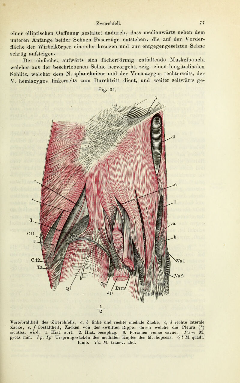 einer elliptischen Oeffnung gestaltet dadurch, dass medianwärts neben dem unteren Anfange beider Sehnen Faserziige entstehen, die auf der Vorder- fläche der Wirbelkörper einander kreuzen und zur entgegengesetzten Sehne schräg aufsteigen. Der einfache, aufwärts sich fächerförmig entfaltende Muskelbauch, welcher aus der beschriebenen Sehne hervorgeht, zeigt einen longitudinalen Schlitz, welcher dem N. splanchnicus und der Vena azygos rechterseits, der V. hemiazygos linkerseits zum Durchtritt dient, und weiter seitwärts ge- Fig. 34. Vertebraltheil des Zwerchfells, a, h linke und rechte mediale Zacke, c, d rechte laterale Zacke, e, / Co staltheil, Zacken von der zwölften Rippe, durch welche die Pleura (*) sichtbar wird. 1. Hiat. aort. 2. Hiat. oesophag. 3. Foramen venae cavae. P s m M. psoas min. IIp' Ursprungszacken des medialen Kopfes des M. iliopsoas. Ql M. quadr. lumb. M. transv. abd.