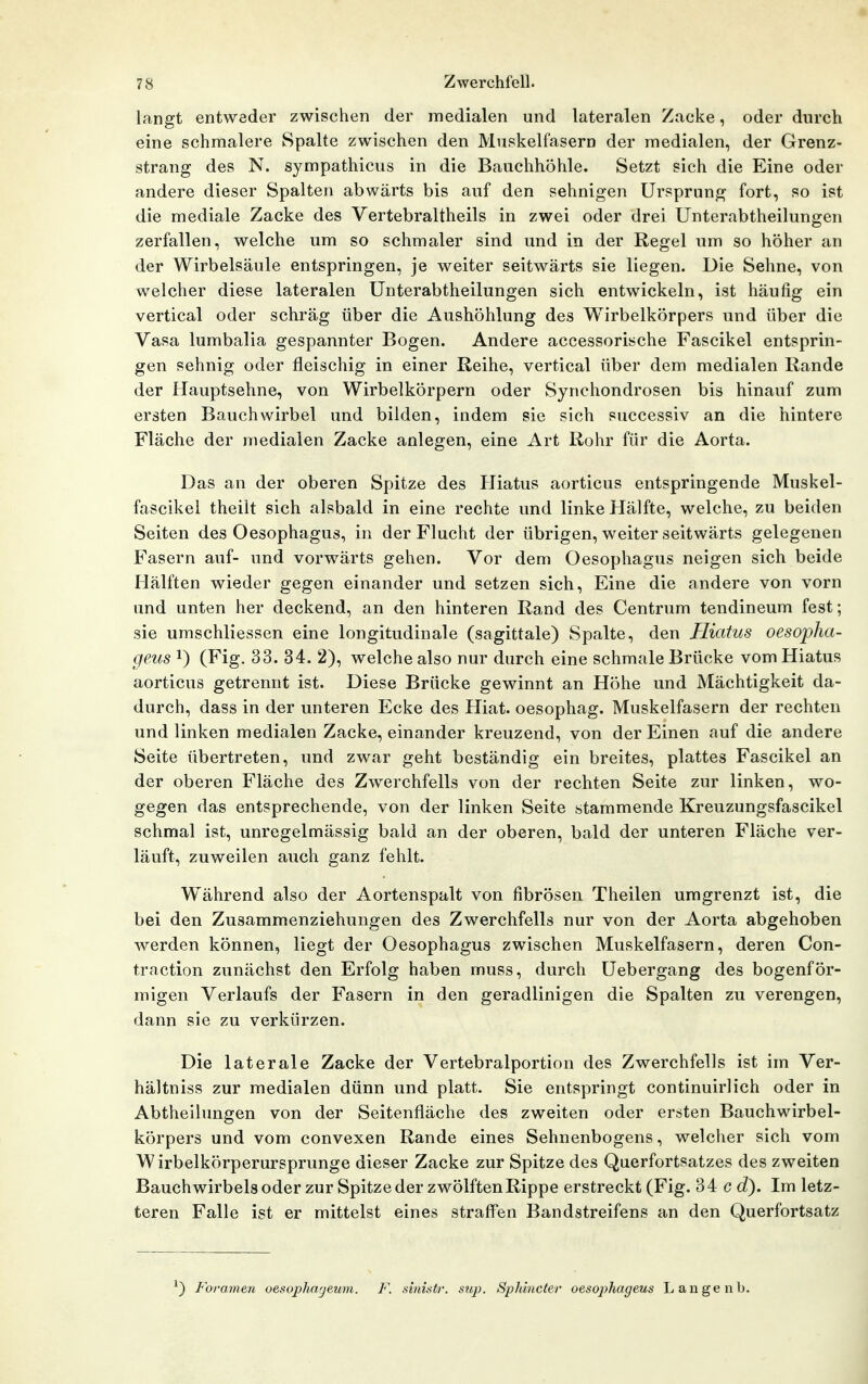langt entweder zwischen der medialen und lateralen Zacke, oder durch eine schmalere Spalte zwischen den Muskelfasern der medialen, der Grenz- strang des N. sympathicus in die Bauchhöhle. Setzt sich die Eine oder andere dieser Spalten abwärts bis auf den sehnigen Ursprung fort, so ist die mediale Zacke des Vertebraltheils in zwei oder drei Unterabtheilungen zerfallen, welche um so schmaler sind und in der Regel um so höher an der Wirbelsäule entspringen, je weiter seitwärts sie liegen. Die Sehne, von welcher diese lateralen Unterabtheilungen sich entwickeln, ist häufig ein vertical oder schräg über die Aushöhlung des Wirbelkörpers und über die Vasa lumbalia gespannter Bogen. Andere accessorische Fascikel entsprin- gen sehnig oder fleischig in einer Reihe, vertical über dem medialen Rande der Hauptsehne, von Wirbelkörpern oder Synchondrosen bis hinauf zum ersten Bauchwirbel und bilden, indem sie sich successiv an die hintere Fläche der medialen Zacke anlegen, eine Art Rohr für die Aorta. Das an der oberen Spitze des Hiatus aorticus entspringende Muskel- fascikel theiit sich alsbald in eine rechte und linke Hälfte, welche, zu beiden Seiten des Oesophagus, in der Flucht der übrigen, weiter seitwärts gelegenen Fasern auf- und vorwärts gehen. Vor dem Oesophagus neigen sich beide Hälften wieder gegen einander und setzen sich. Eine die andere von vorn und unten her deckend, an den hinteren Rand des Centrum tendineum fest; sie umschliessen eine longitudinale (sagittale) Spalte, den Hiatus oesopha- ge.us 1) (Fig. 33. 34. 2), welche also nur durch eine schmale Brücke vom Hiatus aorticus getrennt ist. Diese Brücke gewinnt an Höhe und Mächtigkeit da- durch, dass in der unteren Ecke des Hiat. oesophag. Muskelfasern der rechten und linken medialen Zacke, einander kreuzend, von der Einen auf die andere Seite übertreten, und zwar geht beständig ein breites, plattes Fascikel an der oberen Fläche des Zwerchfells von der rechten Seite zur linken, wo- gegen das entsprechende, von der linken Seite stammende Kreuzungsfascikel schmal ist, unregelmässig bald an der oberen, bald der unteren Fläche ver- läuft, zuweilen auch ganz fehlt. Während also der Aortenspalt von fibrösen Theilen umgrenzt ist, die bei den Zusammenziehungen des Zwerchfells nur von der Aorta abgehoben werden können, liegt der Oesophagus zwischen Muskelfasern, deren Con- traction zunächst den Erfolg haben muss, durch Uebergang des bogenför- migen Verlaufs der Fasern in den geradlinigen die Spalten zu verengen, dann sie zu verkürzen. Die laterale Zacke der Vertebralportion des Zwerchfells ist im Ver- hältniss zur medialen dünn und platt. Sie entspringt continuirlich oder in Abtheilungen von der Seitenfläche des zweiten oder ersten Bauchwirbel- körpers und vom convexen Rande eines Sehnenbogens, welcher sich vom Wirbelkörperursprunge dieser Zacke zur Spitze des Querfortsatzes des zweiten Bauch Wirbels oder zur Spitze der zwölften Rippe erstreckt (Fig. 34 c cZ). Im letz- teren Falle ist er mittelst eines straffen Bandstreifens an den Querfortsatz ^) Foramen oesophageum. F. sinUtr. sup. Sphincter oesophageus Laugenb.